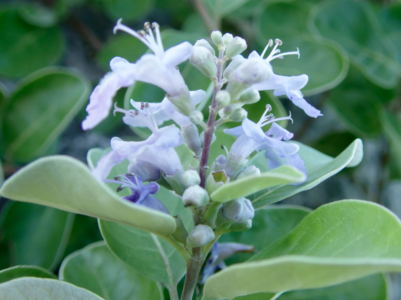 f:id:SQB:20200708102805j:plain