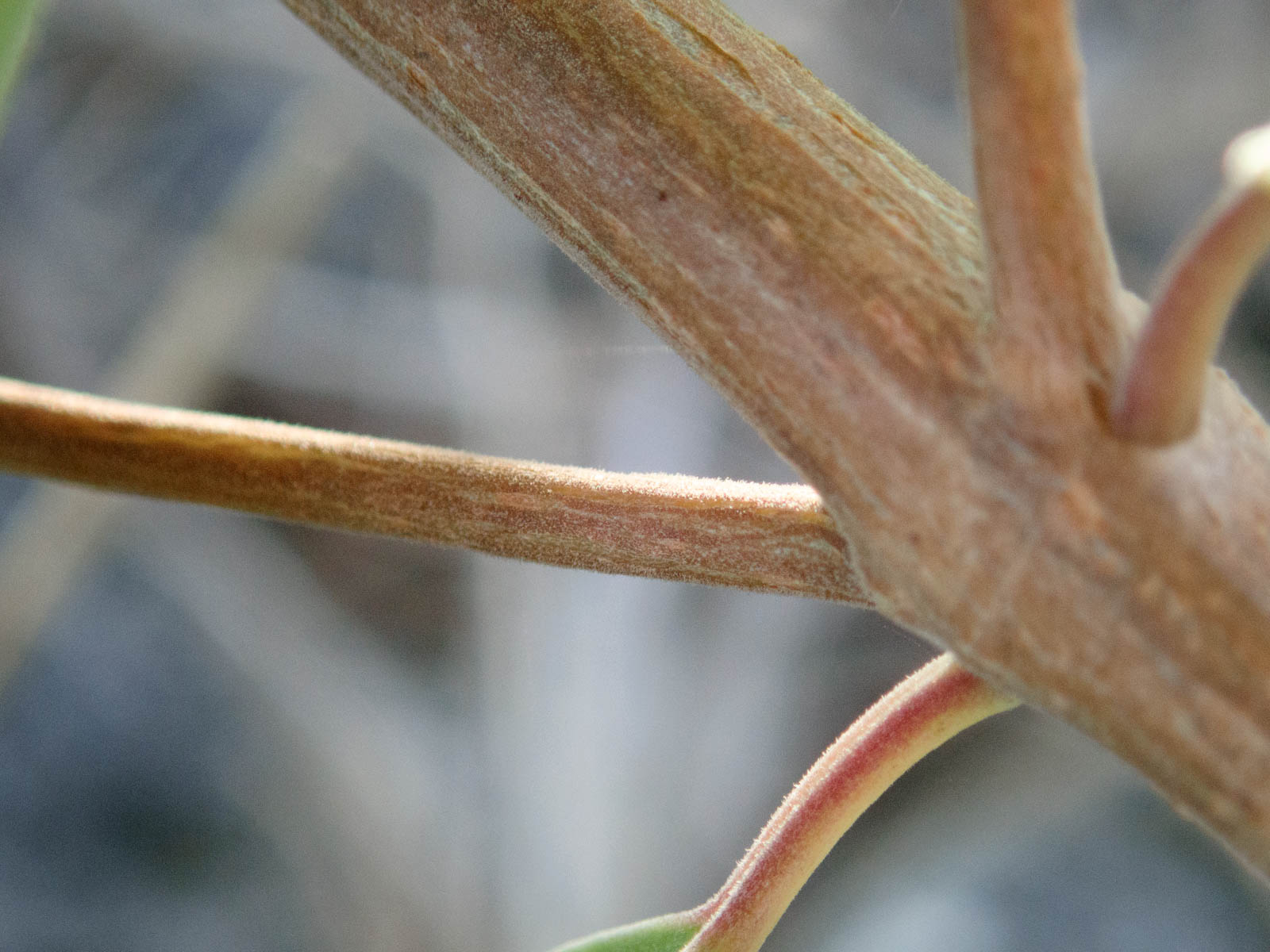 f:id:SQB:20200708102832j:plain