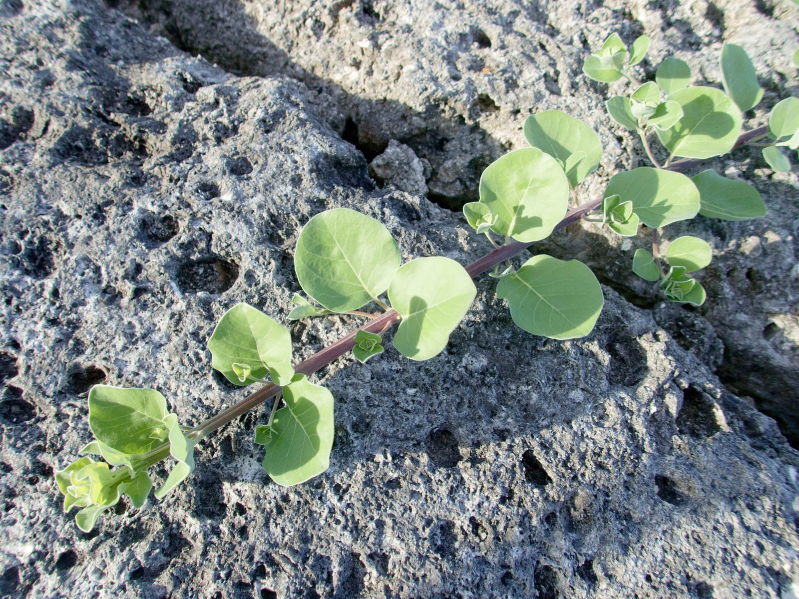 f:id:SQB:20200708102839j:plain