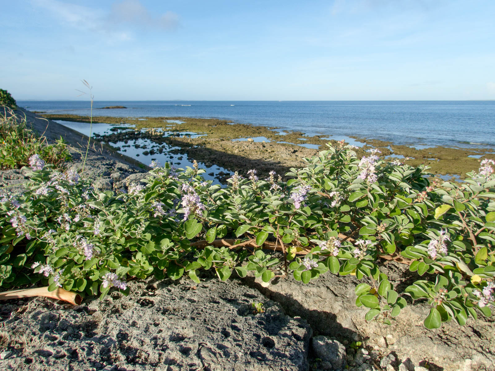 f:id:SQB:20200708102846j:plain