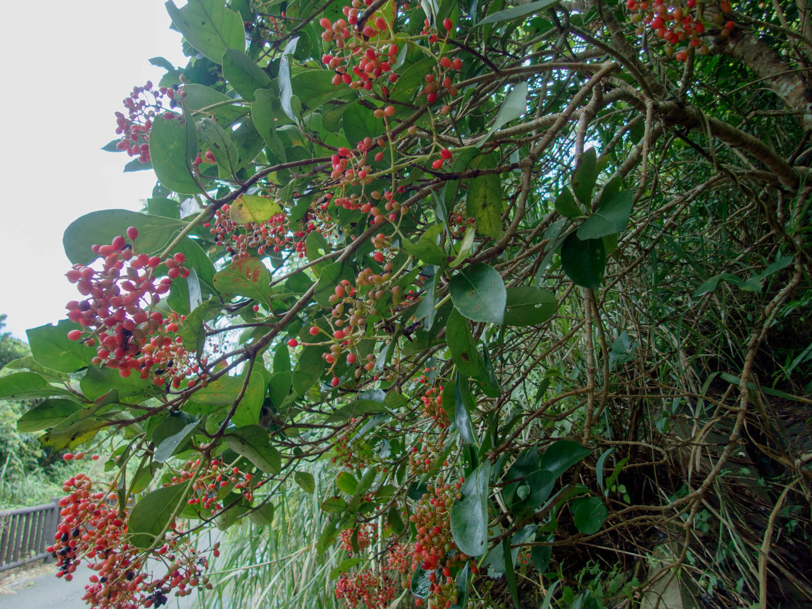 f:id:SQB:20200711132601j:plain