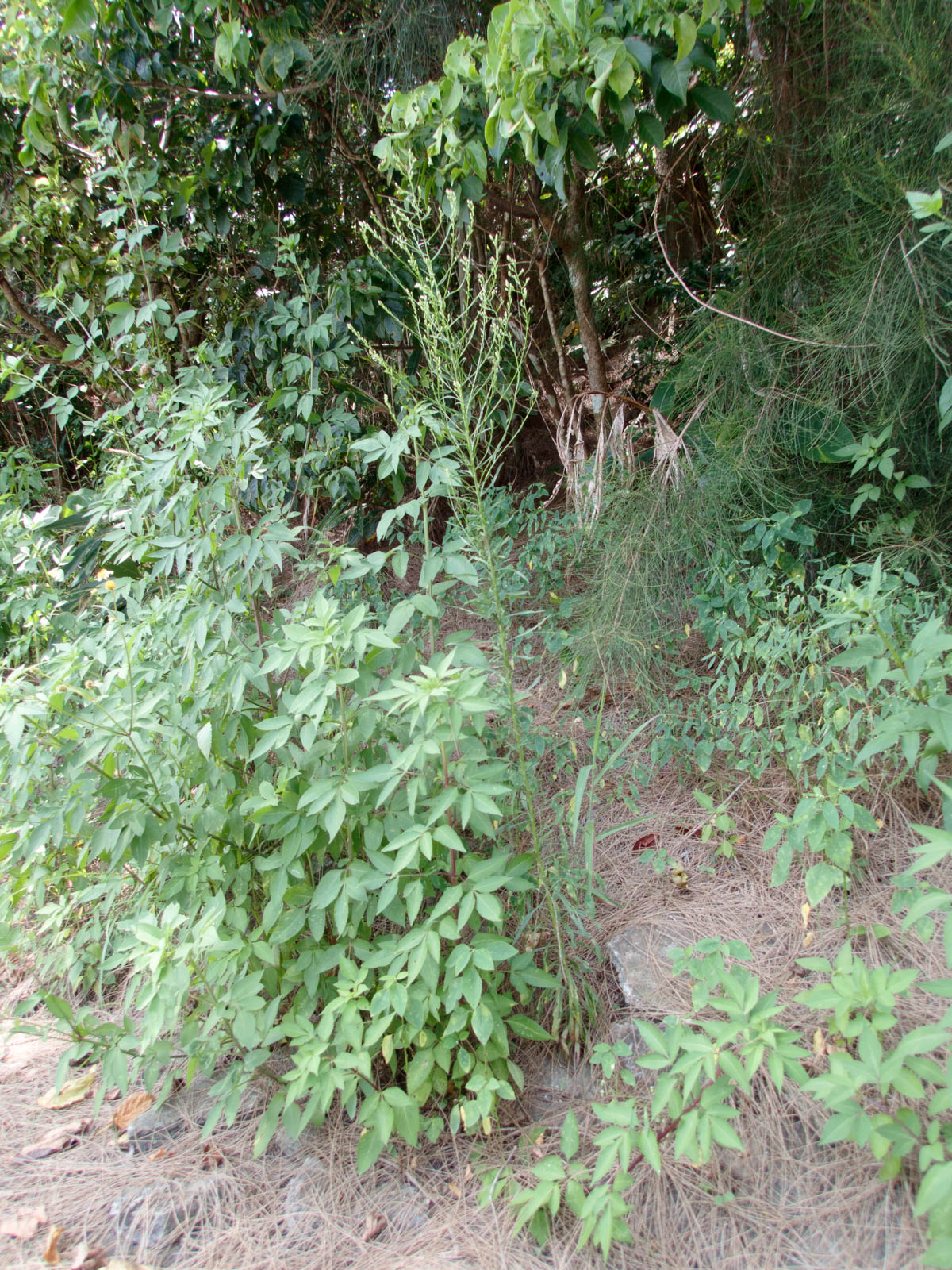 f:id:SQB:20200812190029j:image