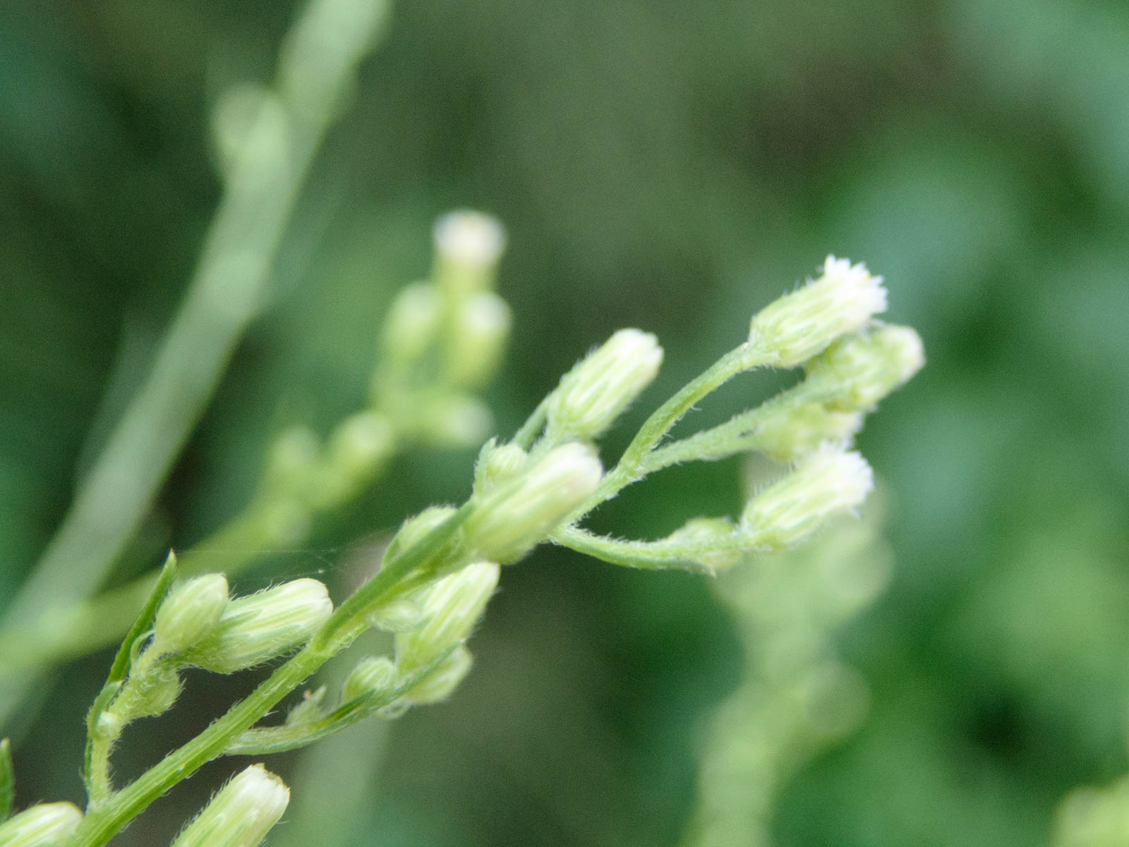 f:id:SQB:20200812190045j:image