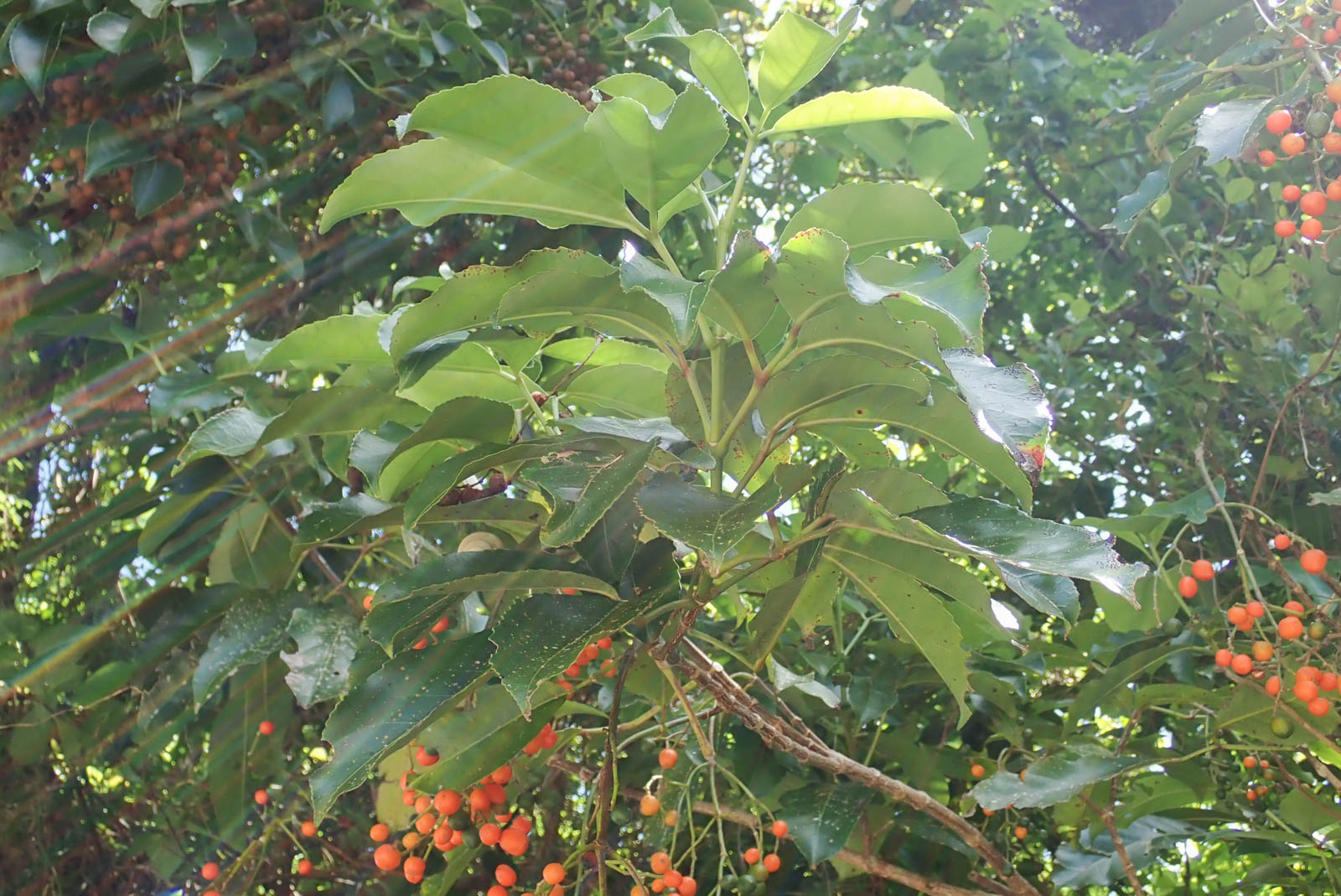 f:id:SQB:20201005155429j:plain