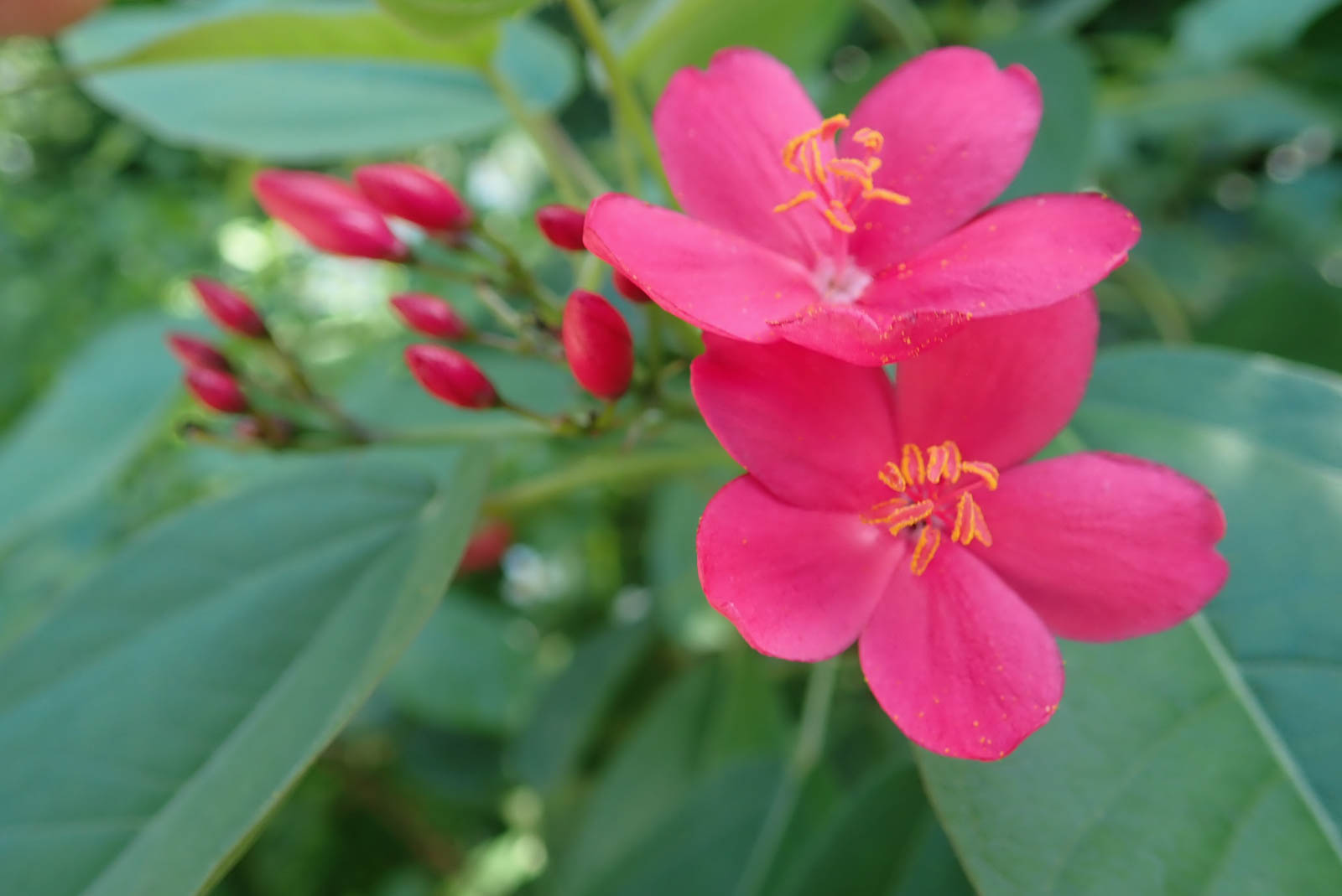 f:id:SQB:20201007144015j:plain