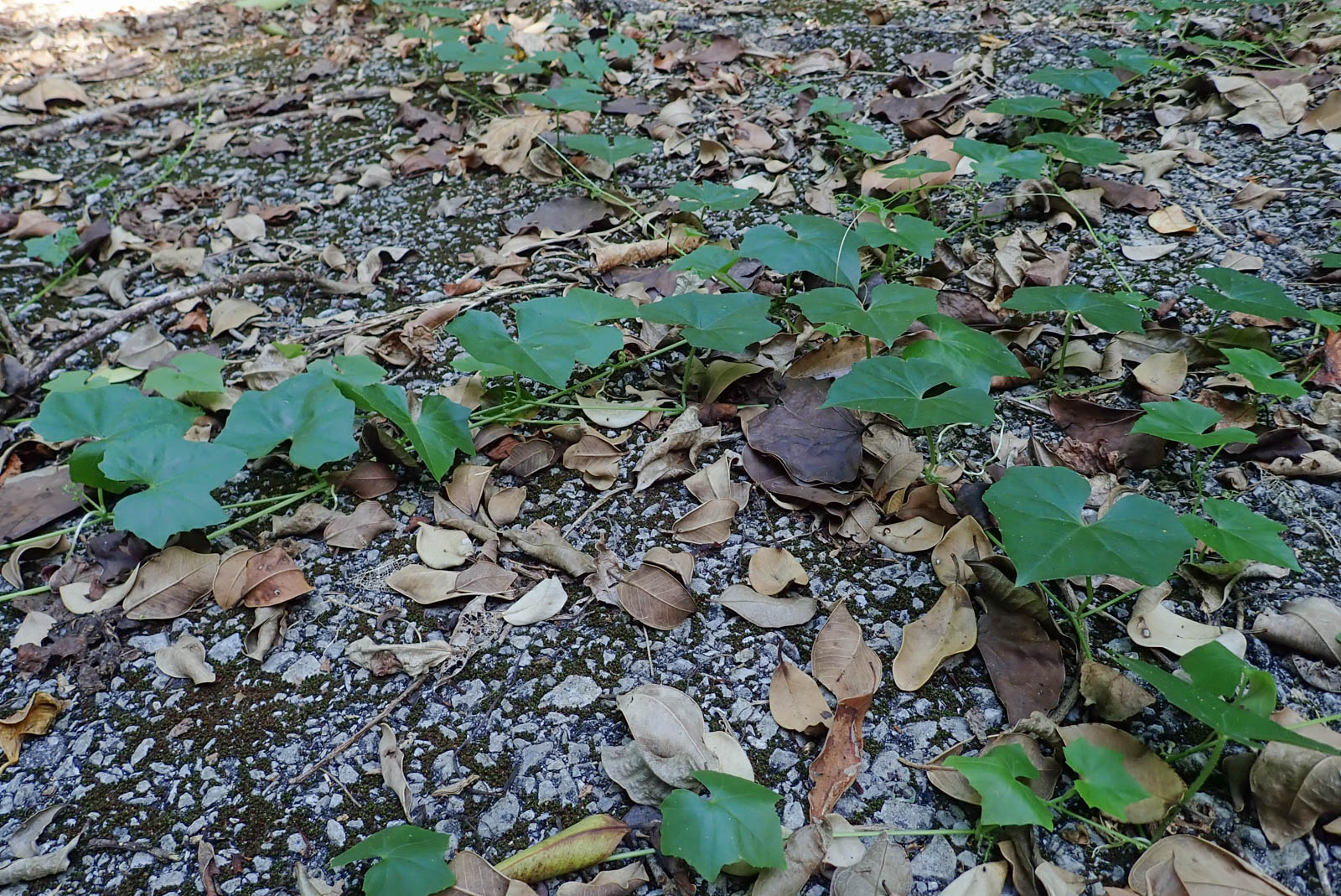 f:id:SQB:20201012140532j:plain