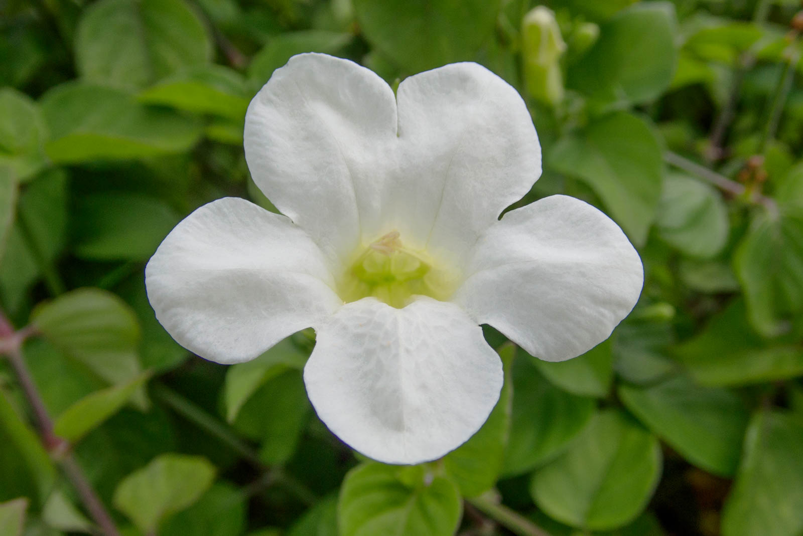 f:id:SQB:20201014110325j:image