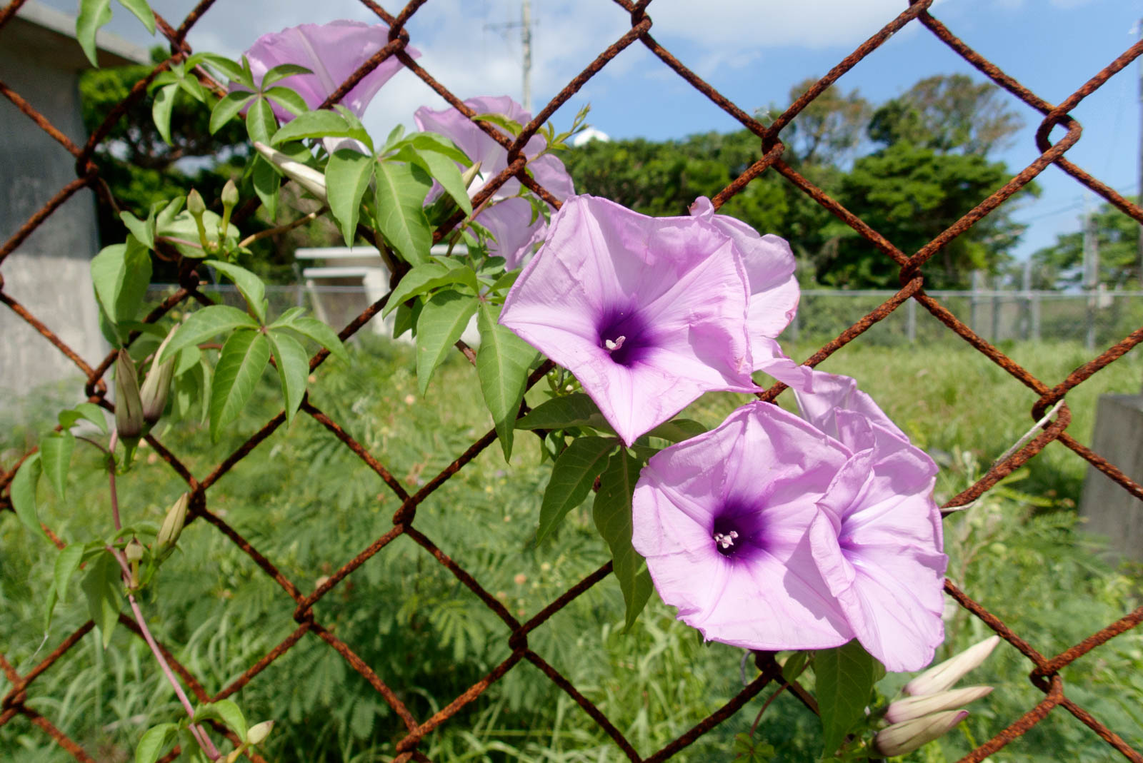 f:id:SQB:20201023142450j:plain