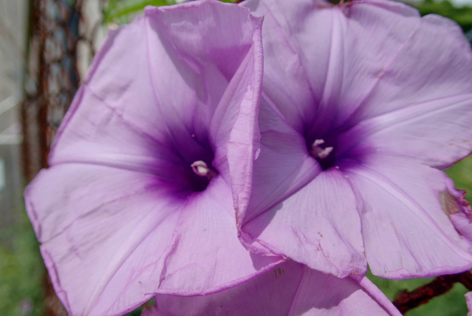 f:id:SQB:20201023142505j:plain