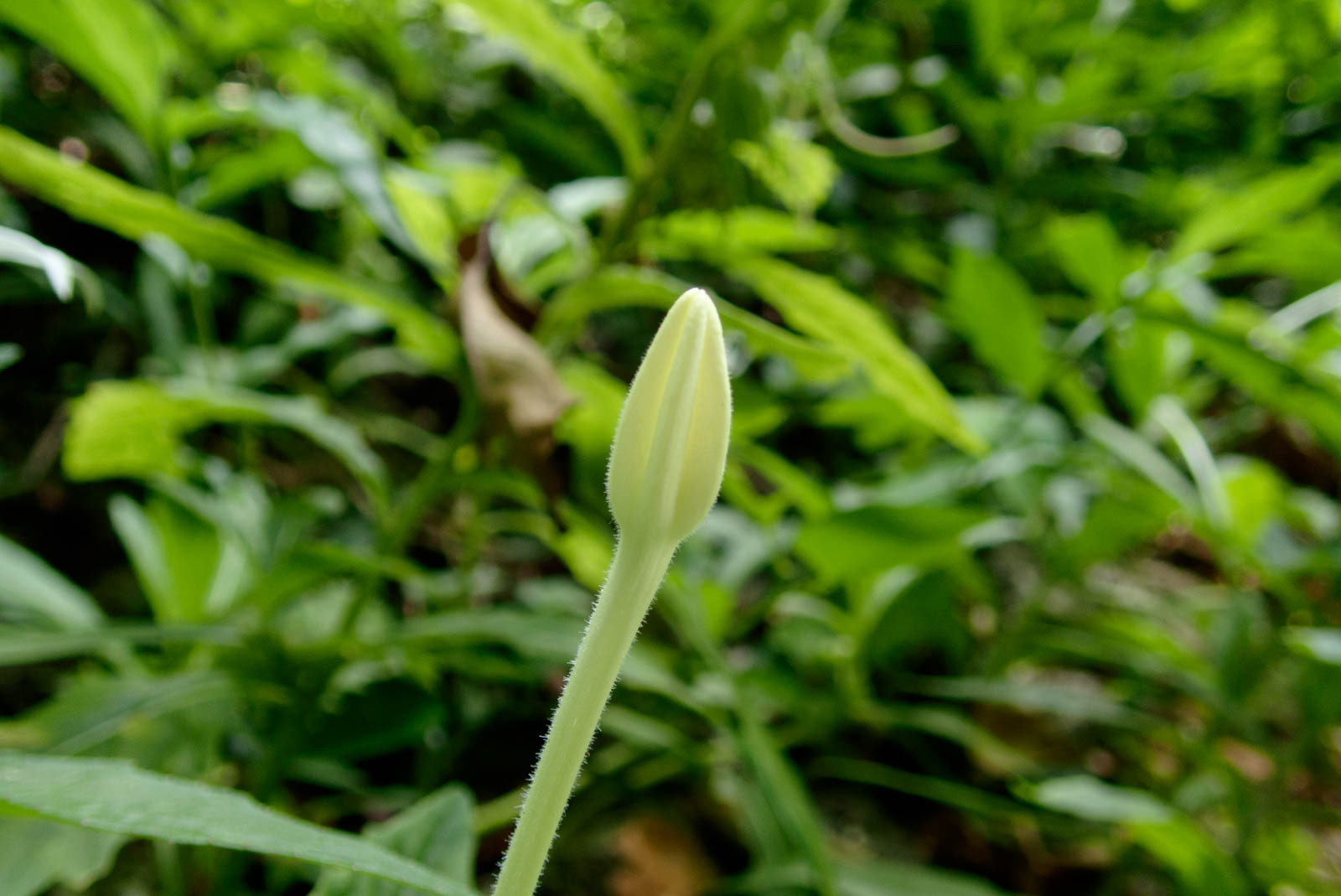 f:id:SQB:20201027165130j:plain