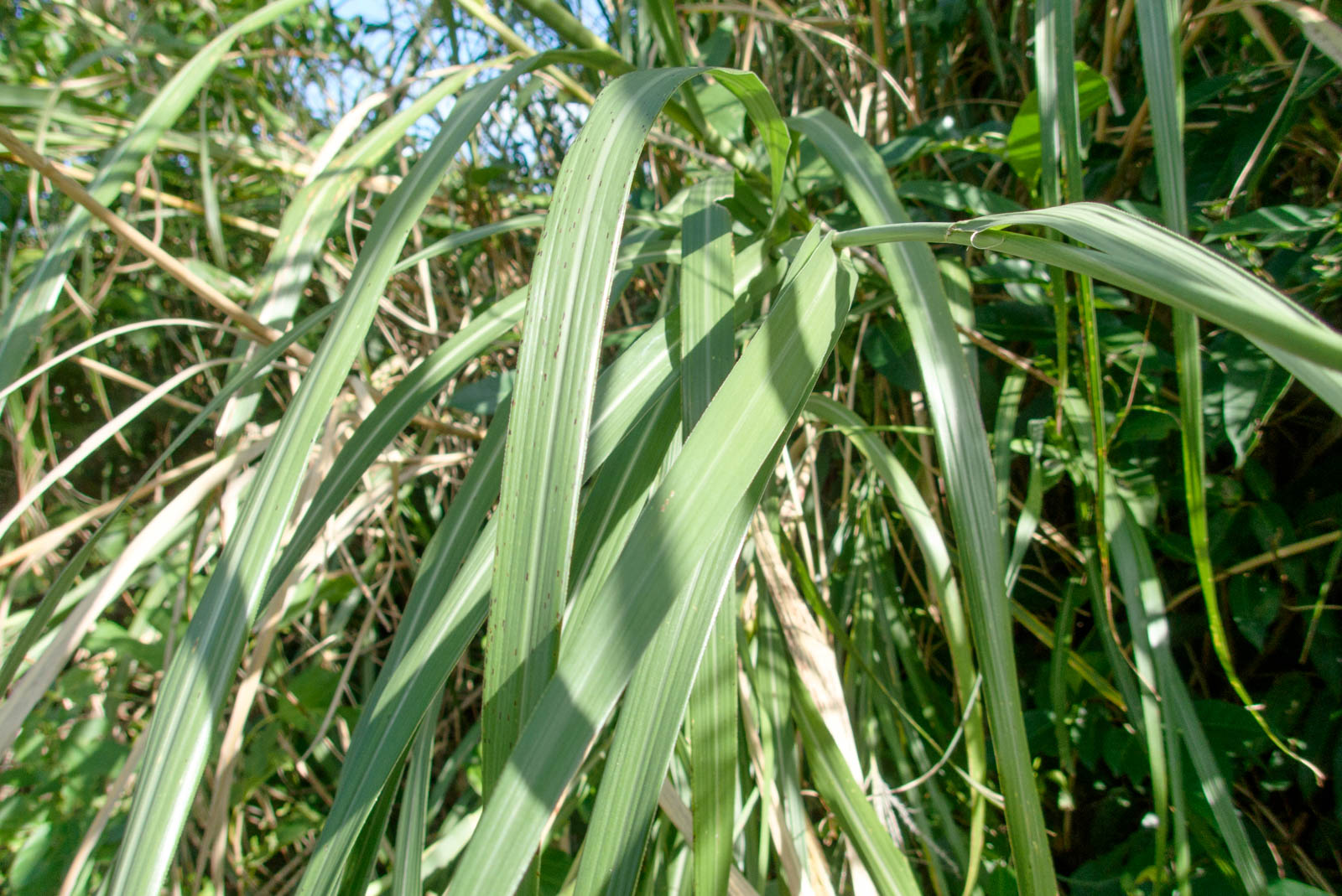 f:id:SQB:20201104122635j:plain