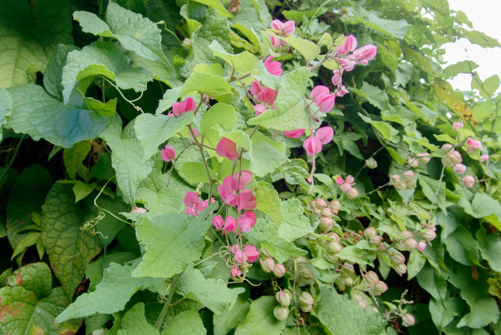 f:id:SQB:20201110193043j:plain