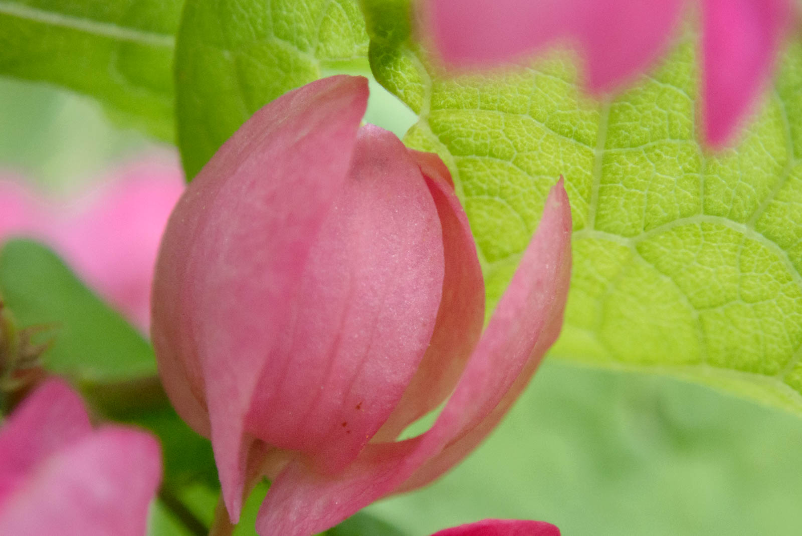f:id:SQB:20201110193109j:plain