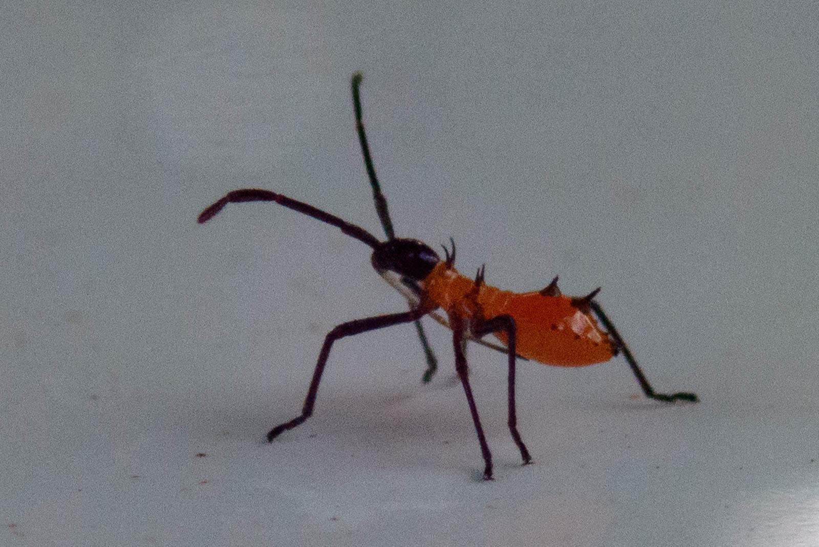 f:id:SQB:20201111105240j:plain