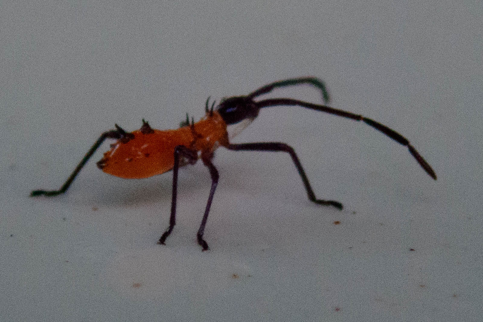 f:id:SQB:20201111105255j:plain