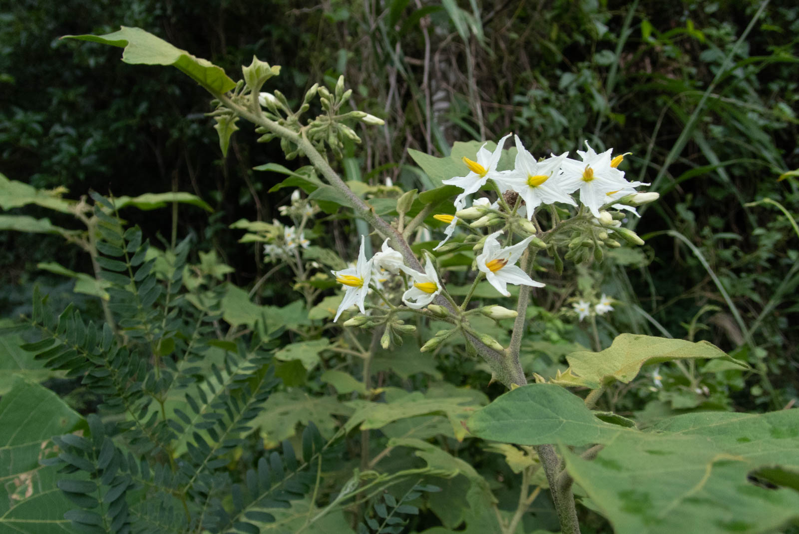 ナス科とは 動植物の人気 最新記事を集めました はてな