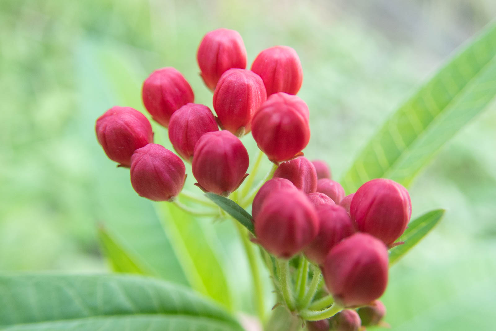 f:id:SQB:20201202153845j:plain