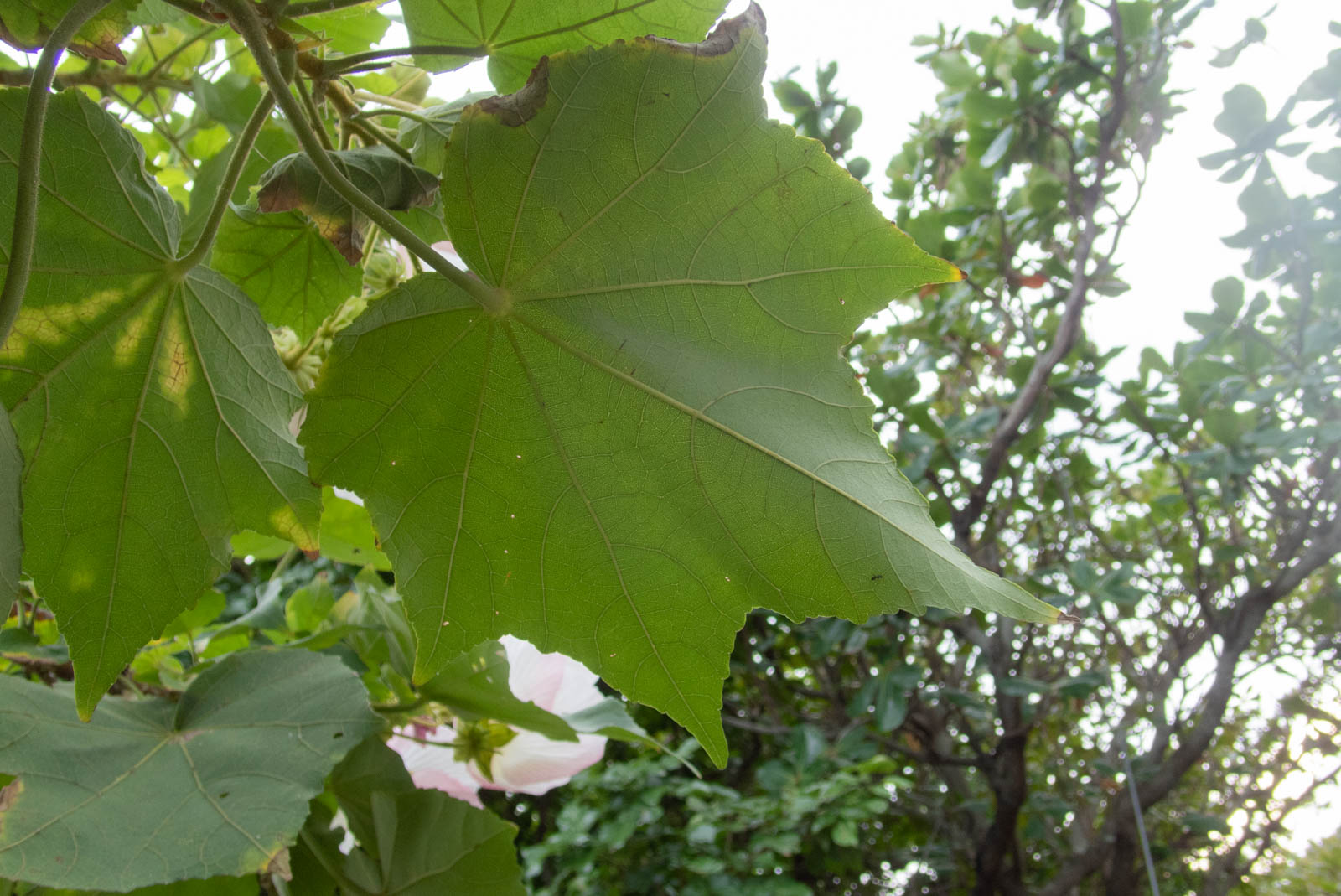 f:id:SQB:20201205161800j:plain
