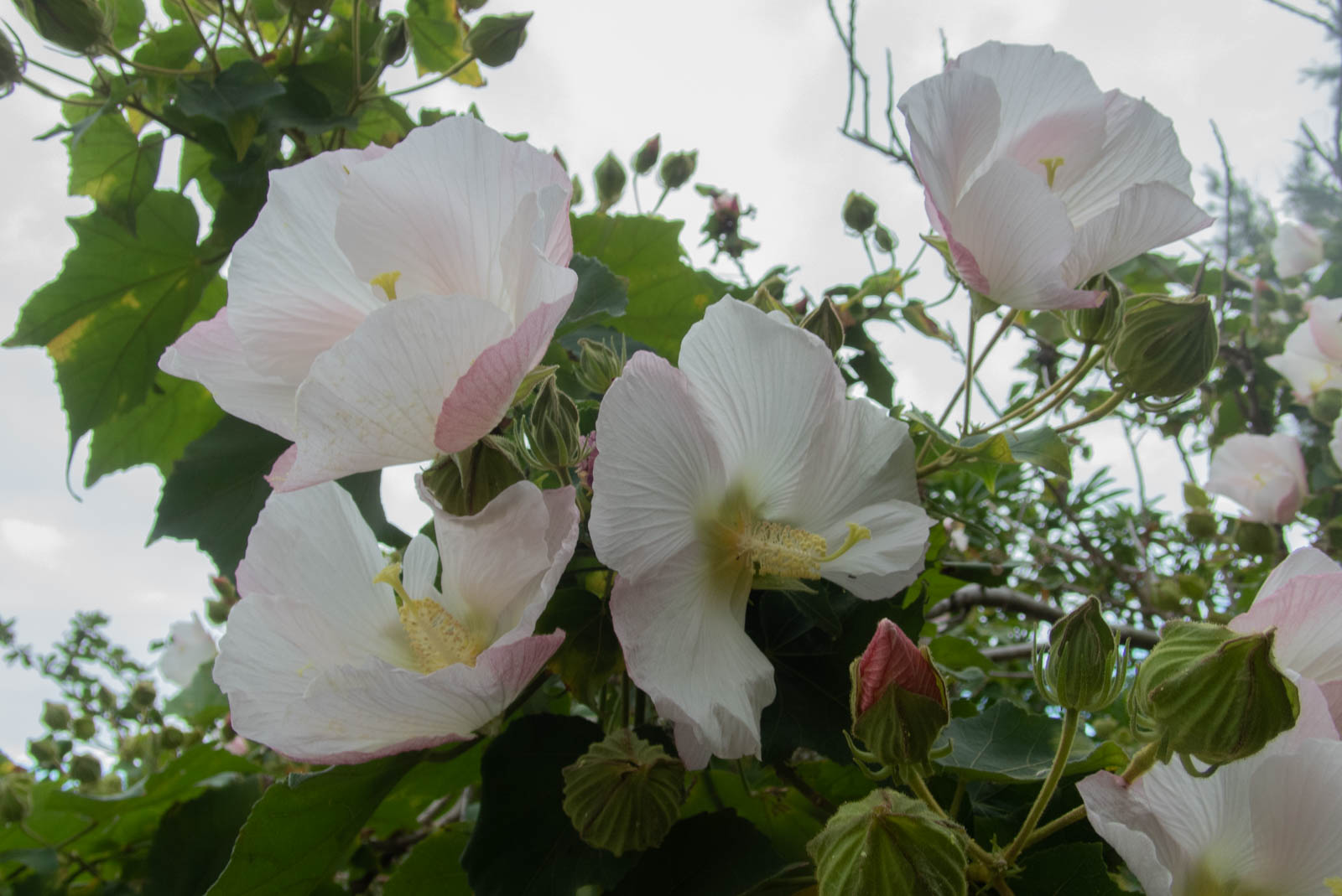 f:id:SQB:20201205161822j:plain
