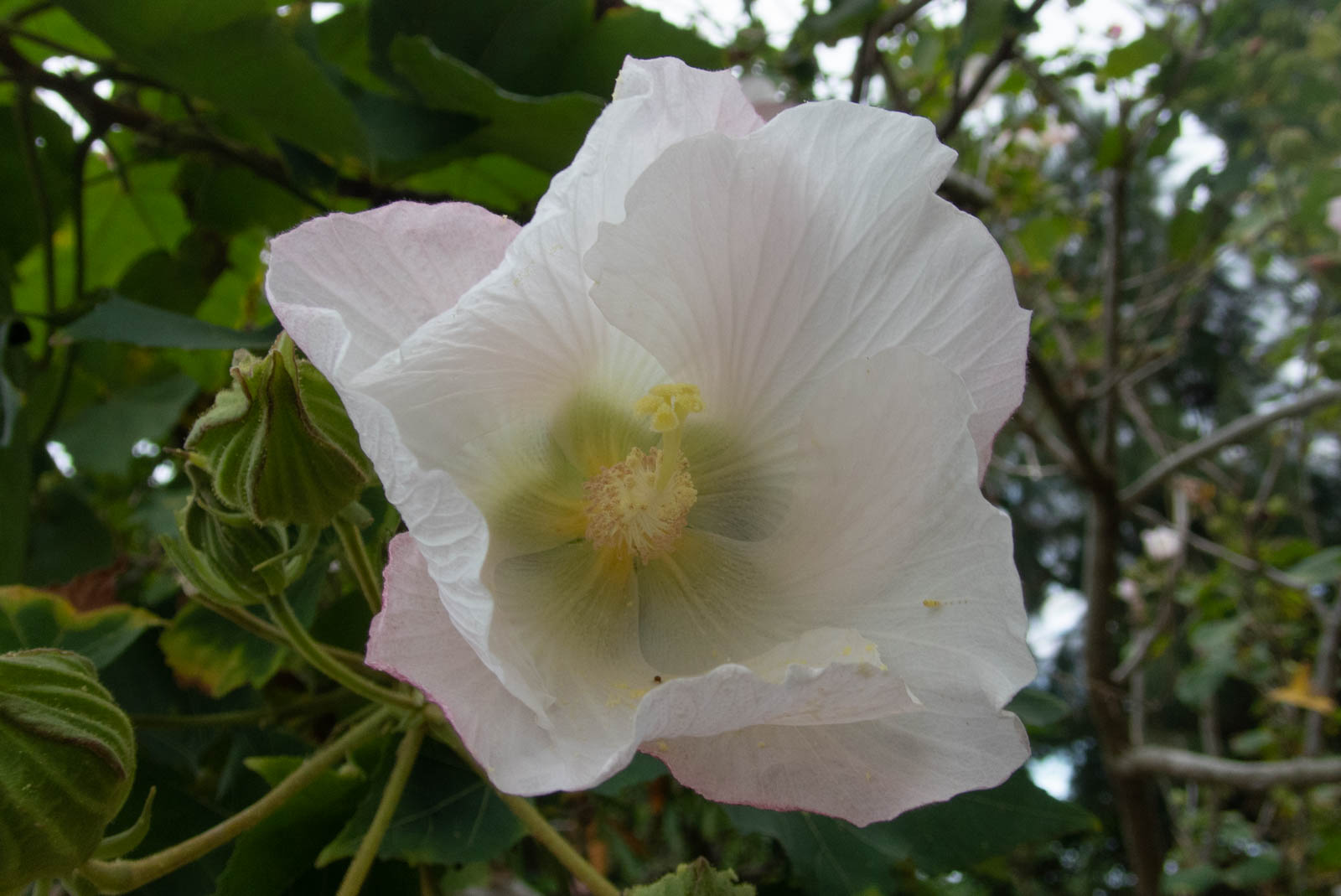 f:id:SQB:20201205161834j:plain