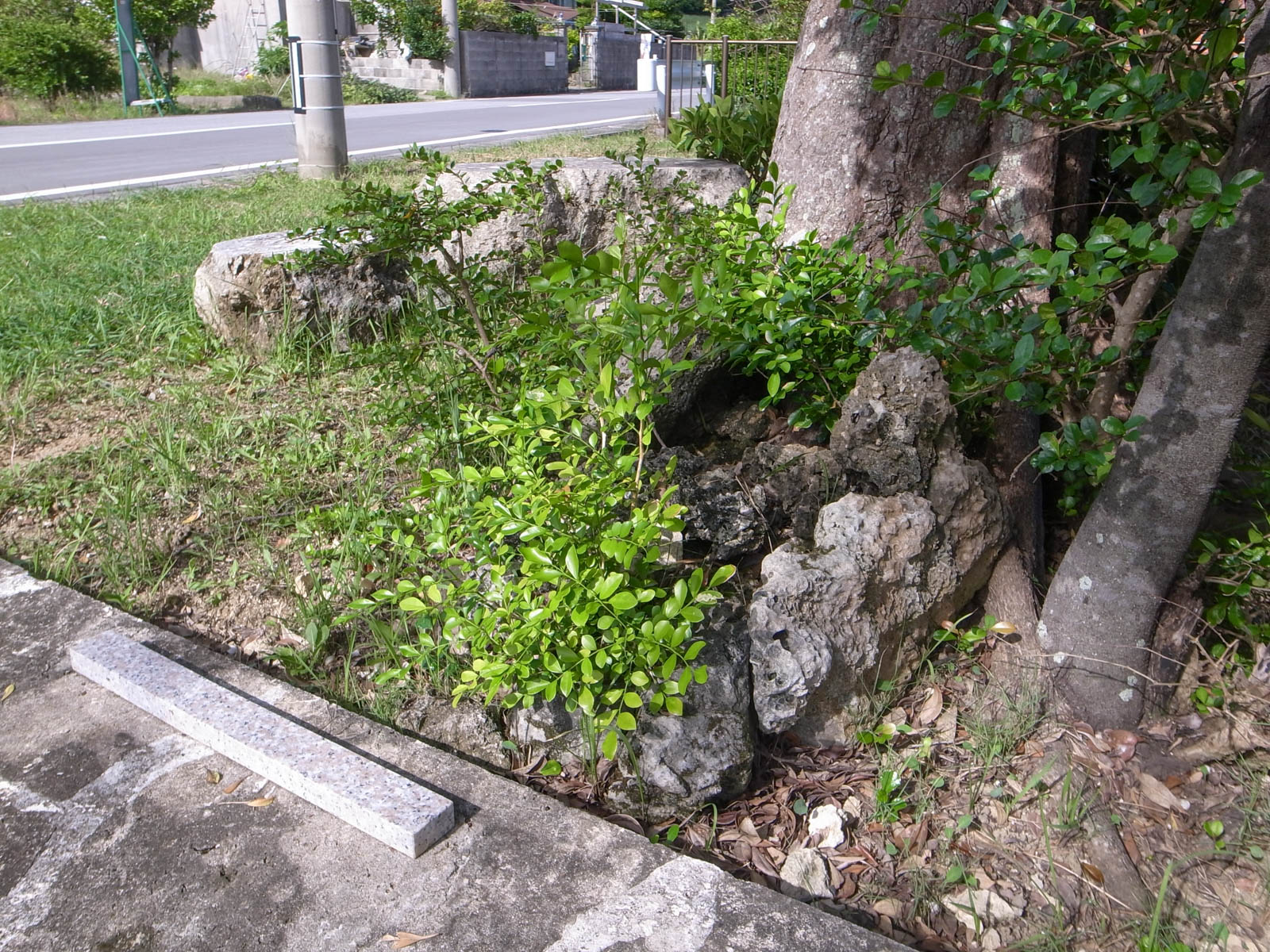 f:id:SQB:20201211163824j:plain