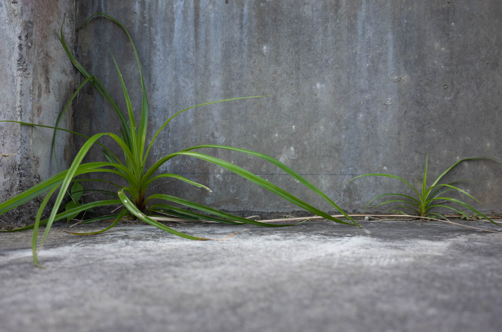 f:id:SQB:20201227210029j:plain