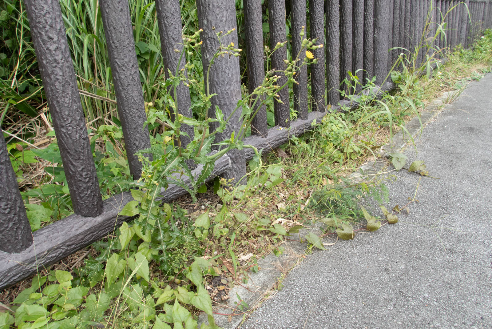 f:id:SQB:20201227212258j:plain