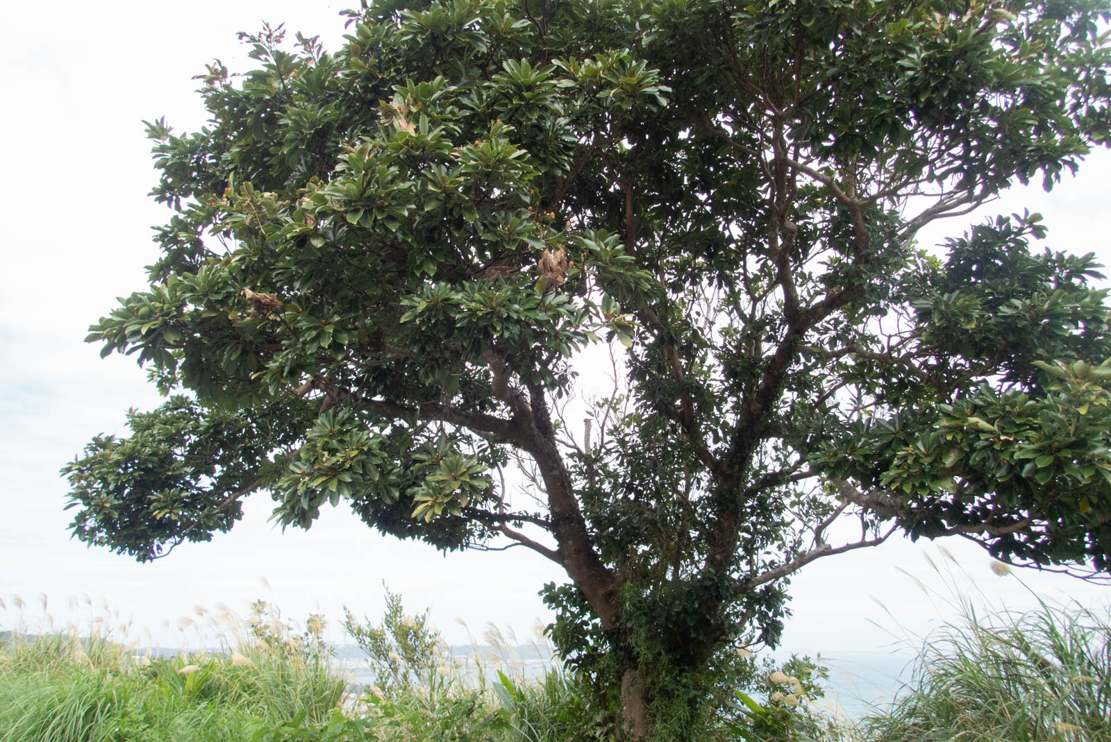 f:id:SQB:20201230124431j:image