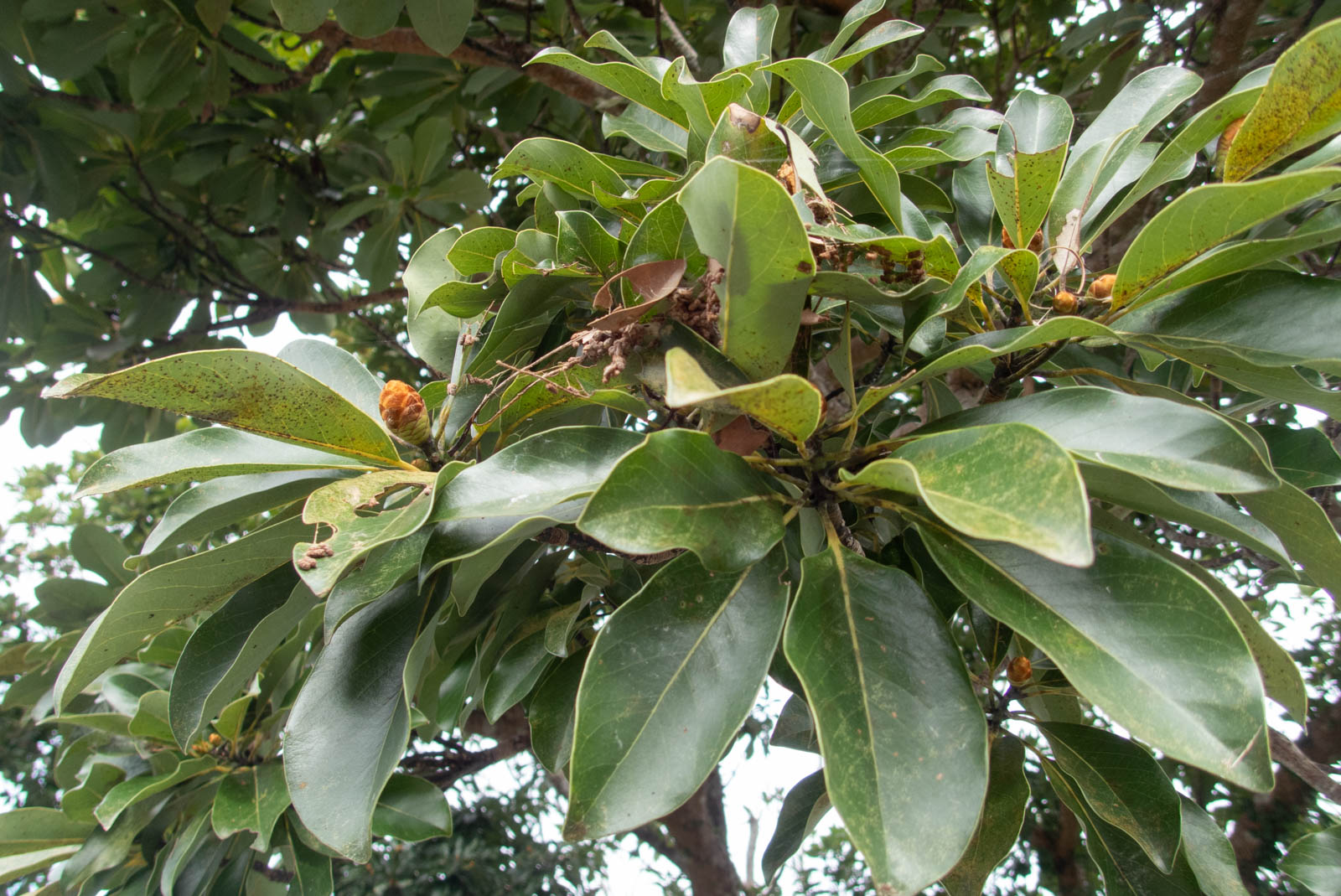 f:id:SQB:20201230124434j:image