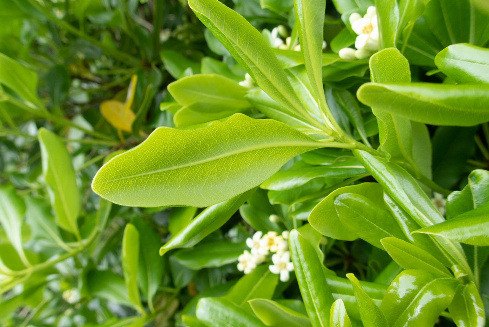 f:id:SQB:20210315200530j:plain