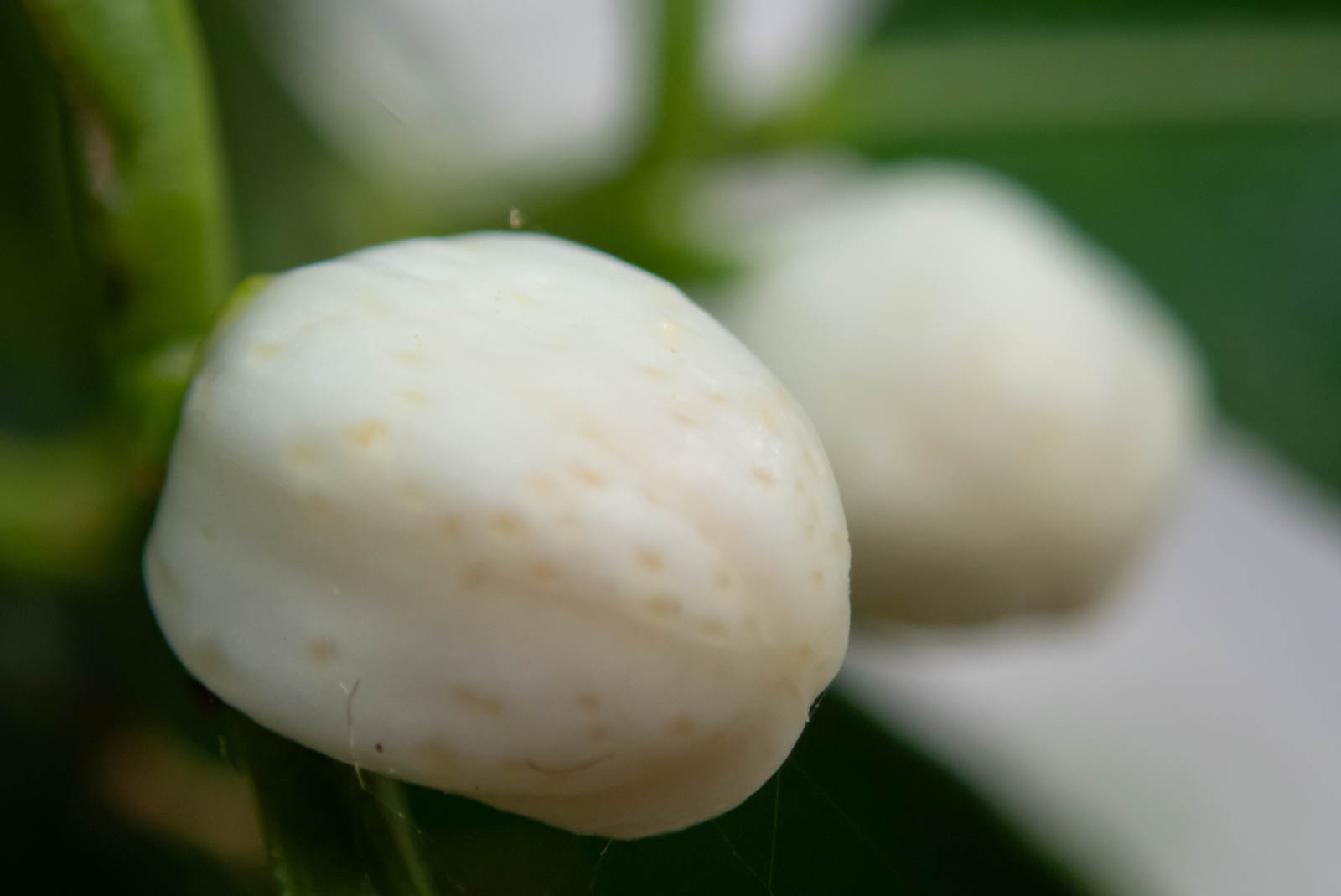 f:id:SQB:20210318130527j:plain