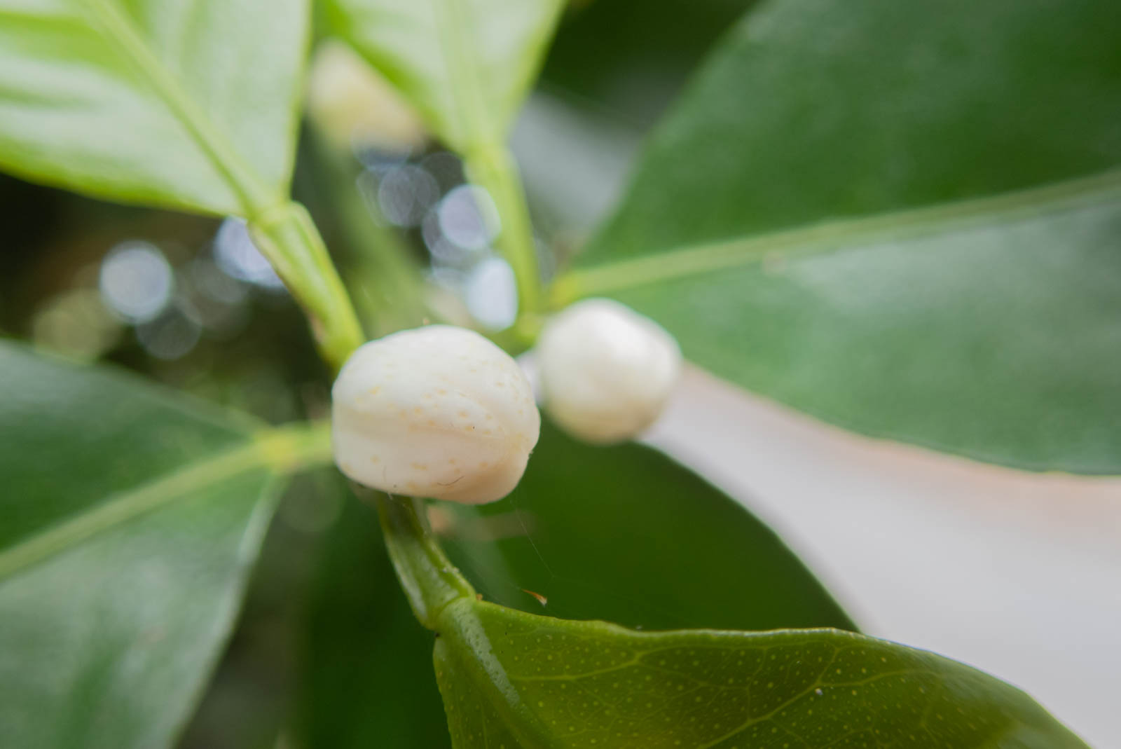 f:id:SQB:20210318130532j:plain