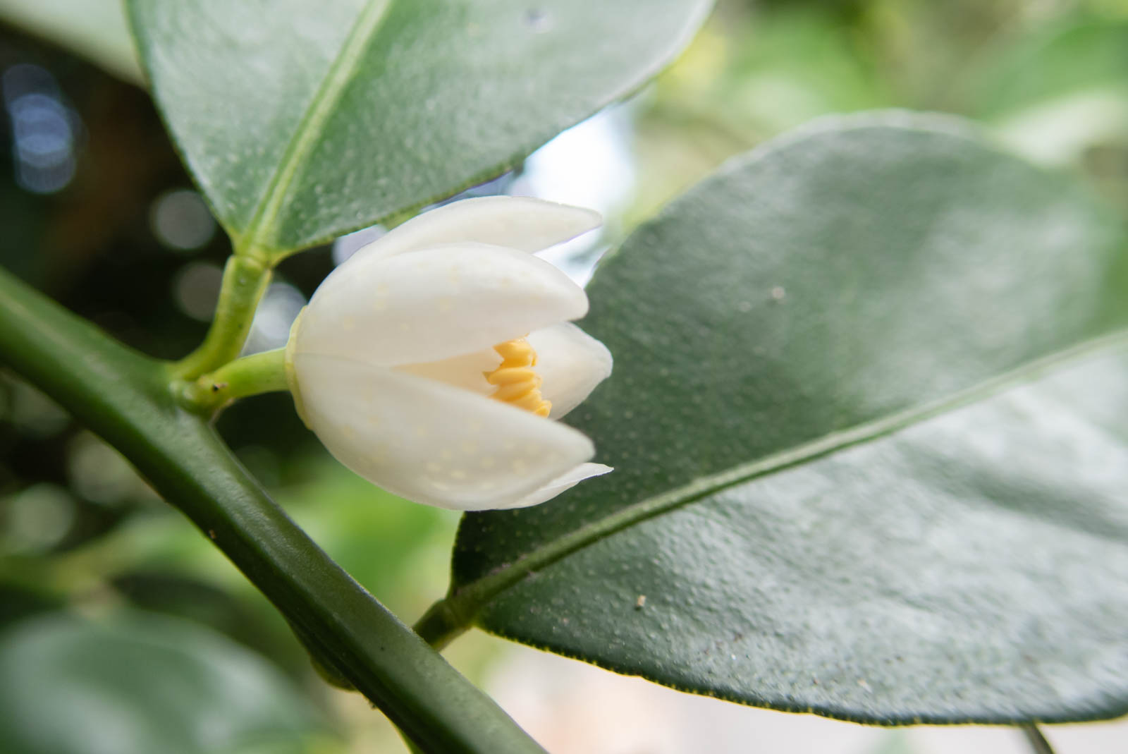 f:id:SQB:20210318130537j:plain