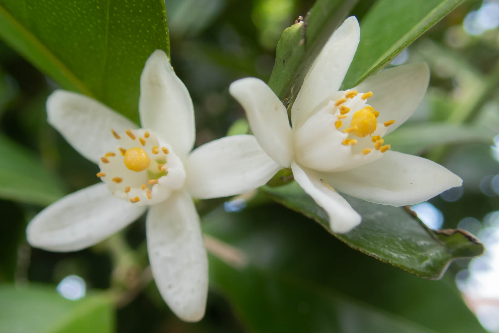 f:id:SQB:20210318130543j:plain