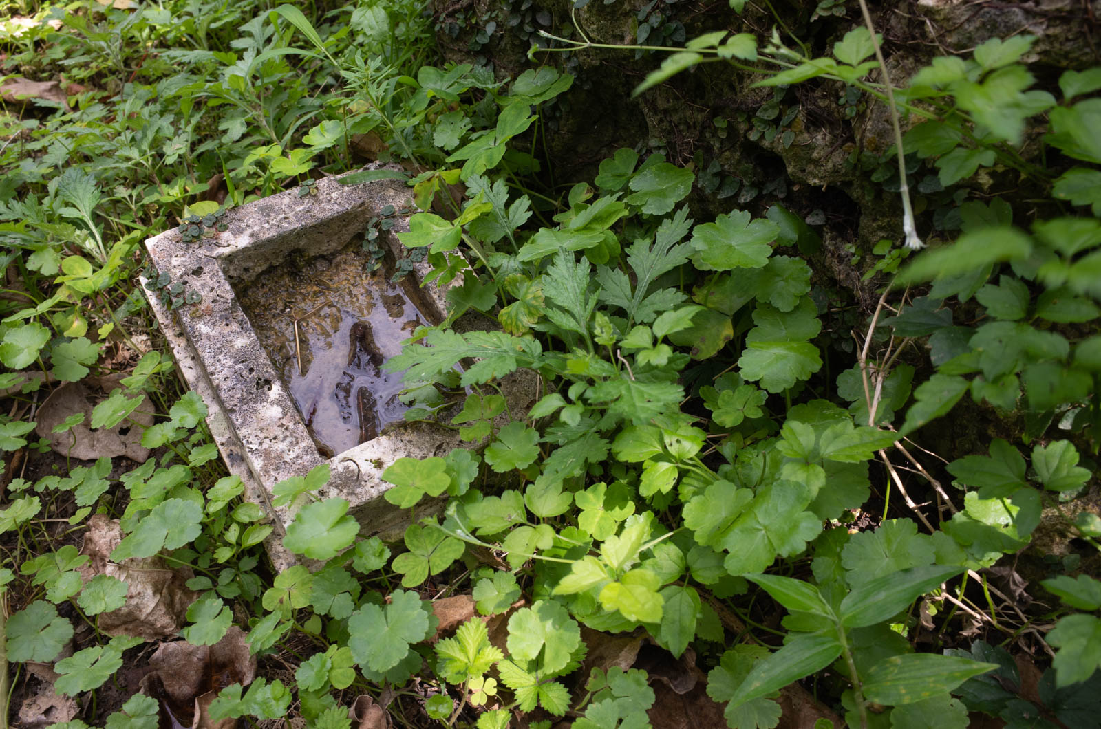 f:id:SQB:20210320171010j:plain