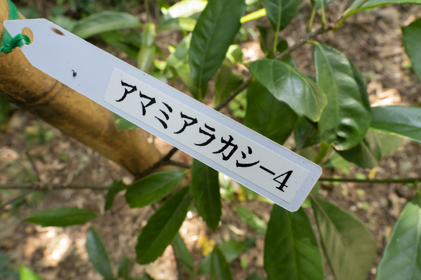 f:id:SQB:20210409170635j:image