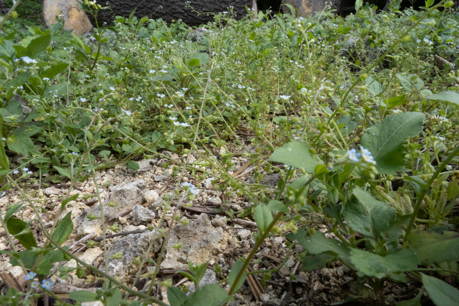 f:id:SQB:20210419104337j:image