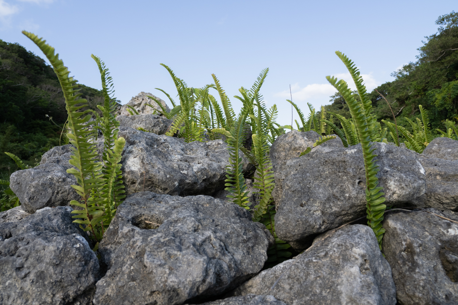 f:id:SQB:20210422154704j:image