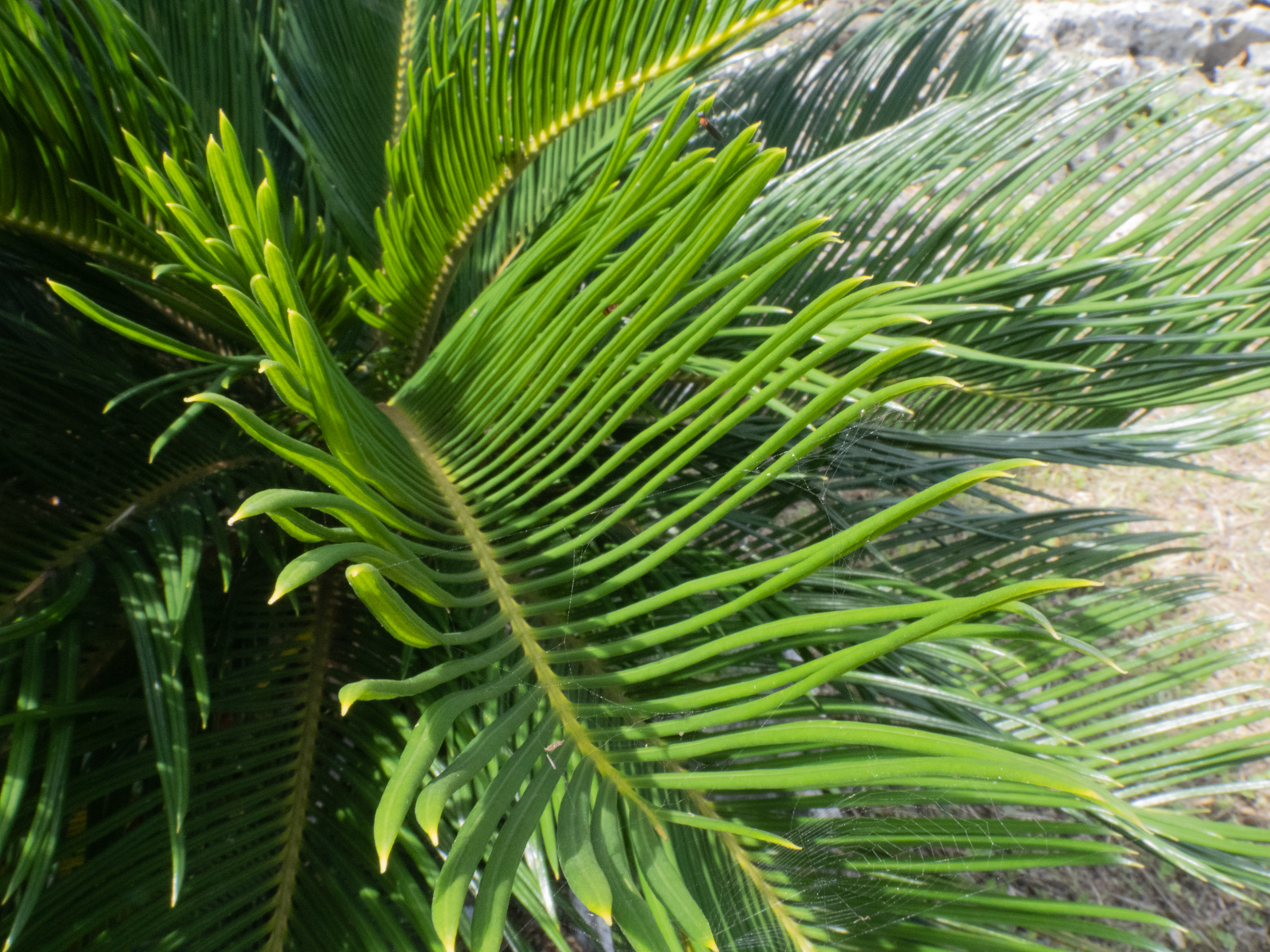 f:id:SQB:20210518164123j:image