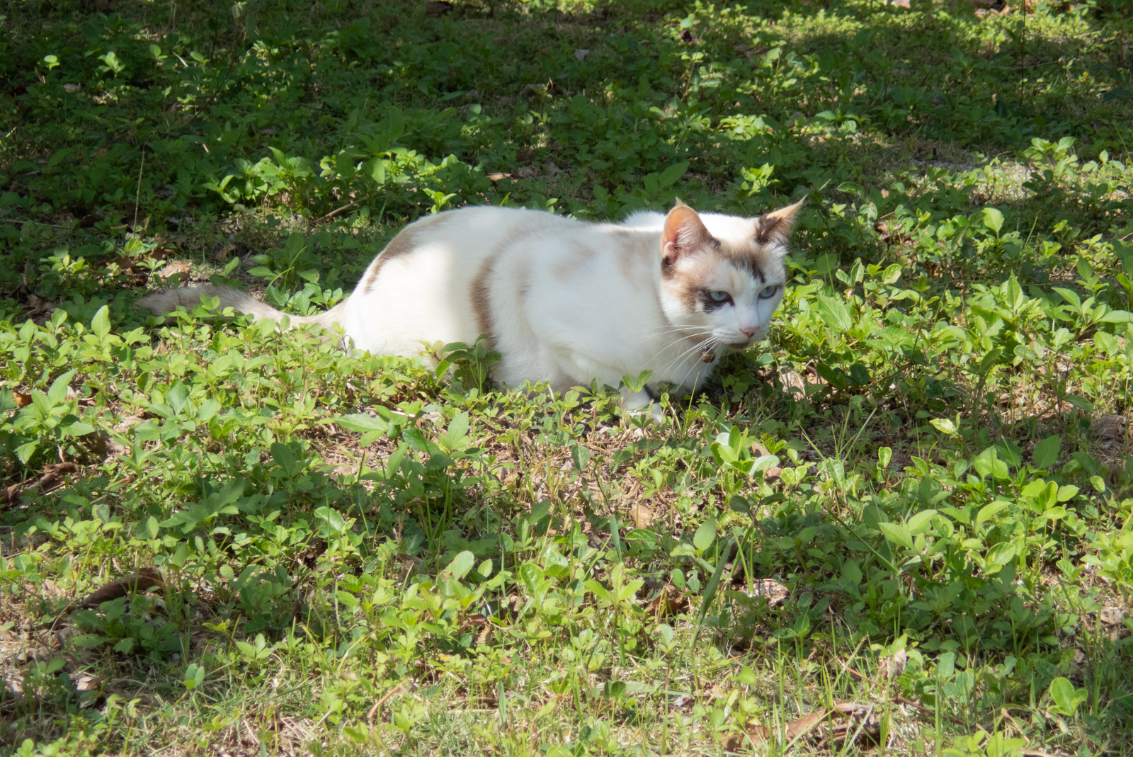 f:id:SQB:20210522121321j:image