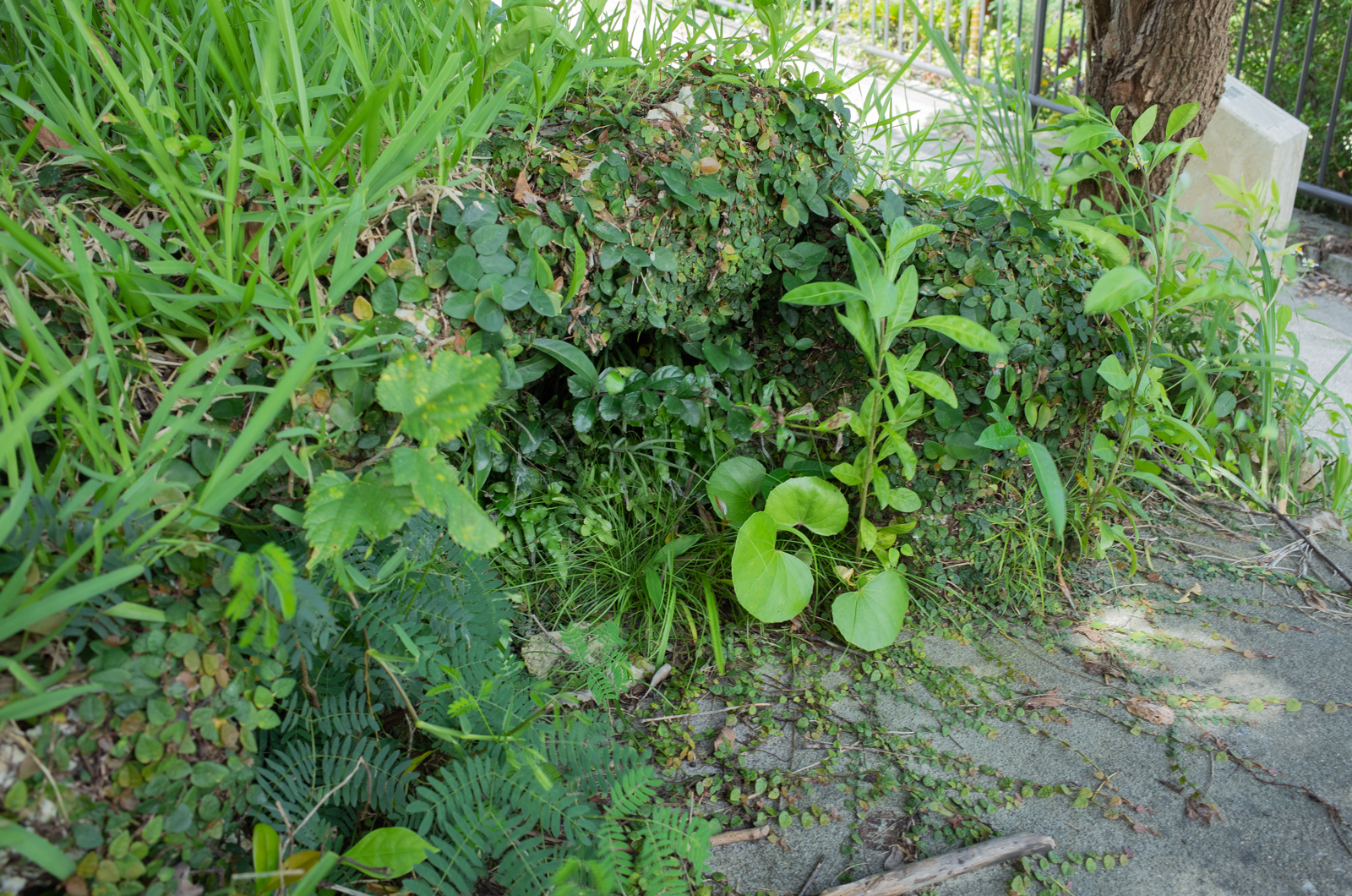 f:id:SQB:20210707150312j:plain