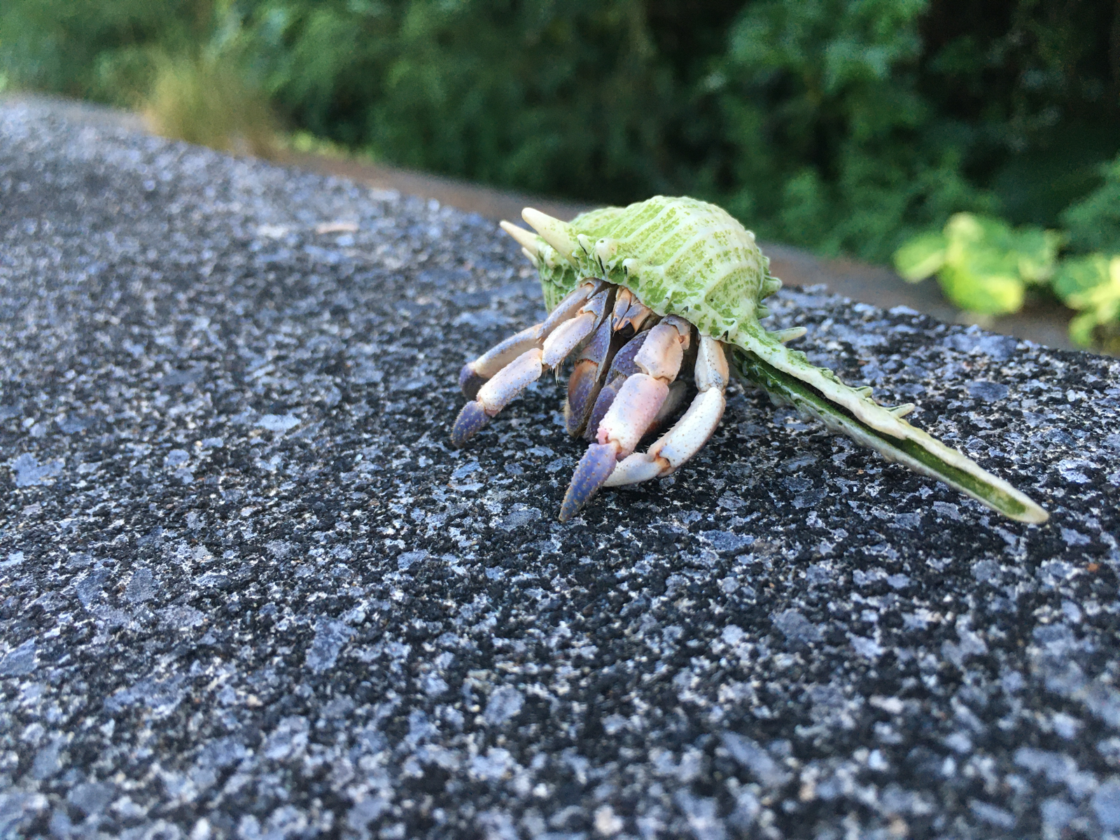 ヤドカリ 沖縄島の写真