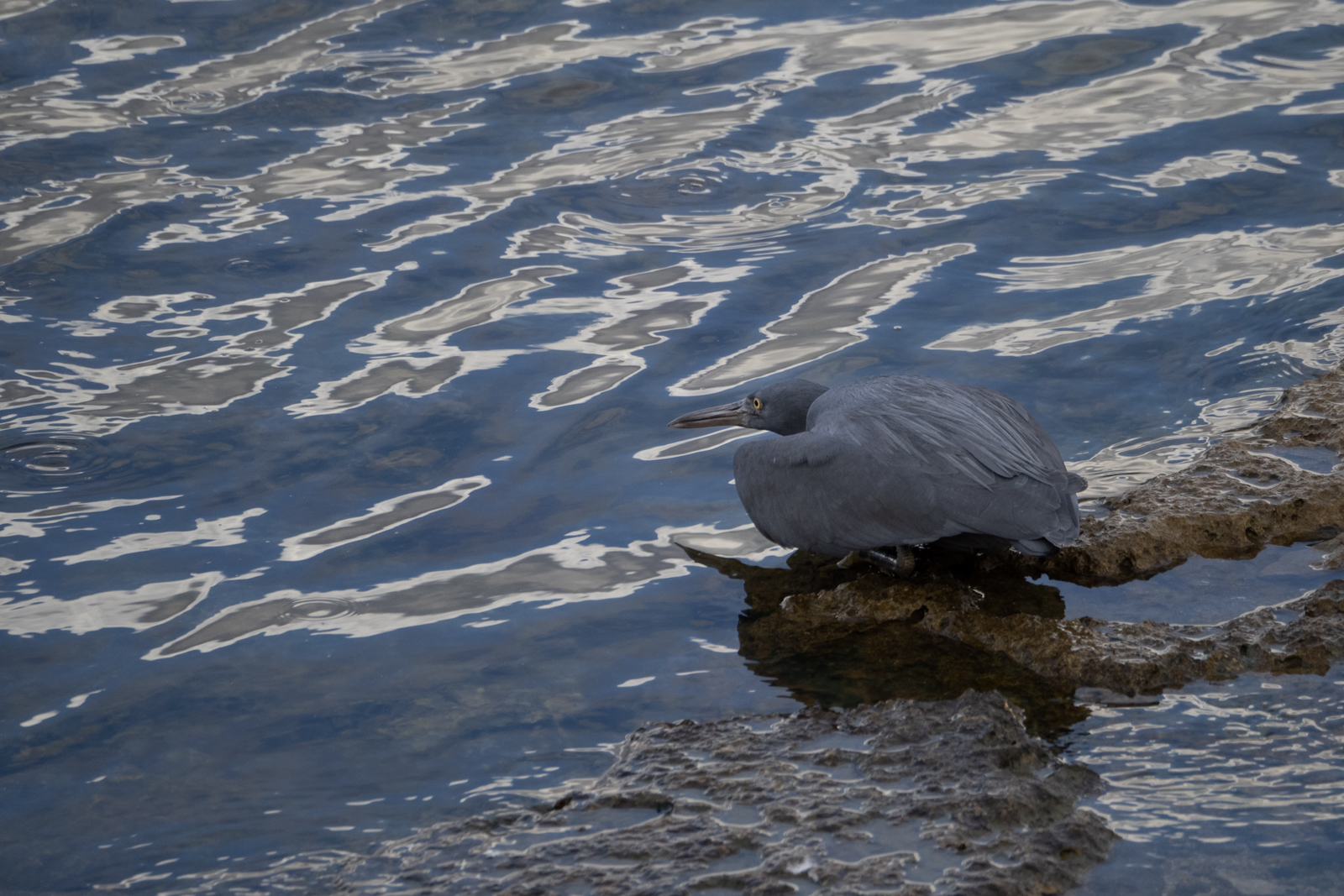 f:id:SQB:20220109131904j:plain