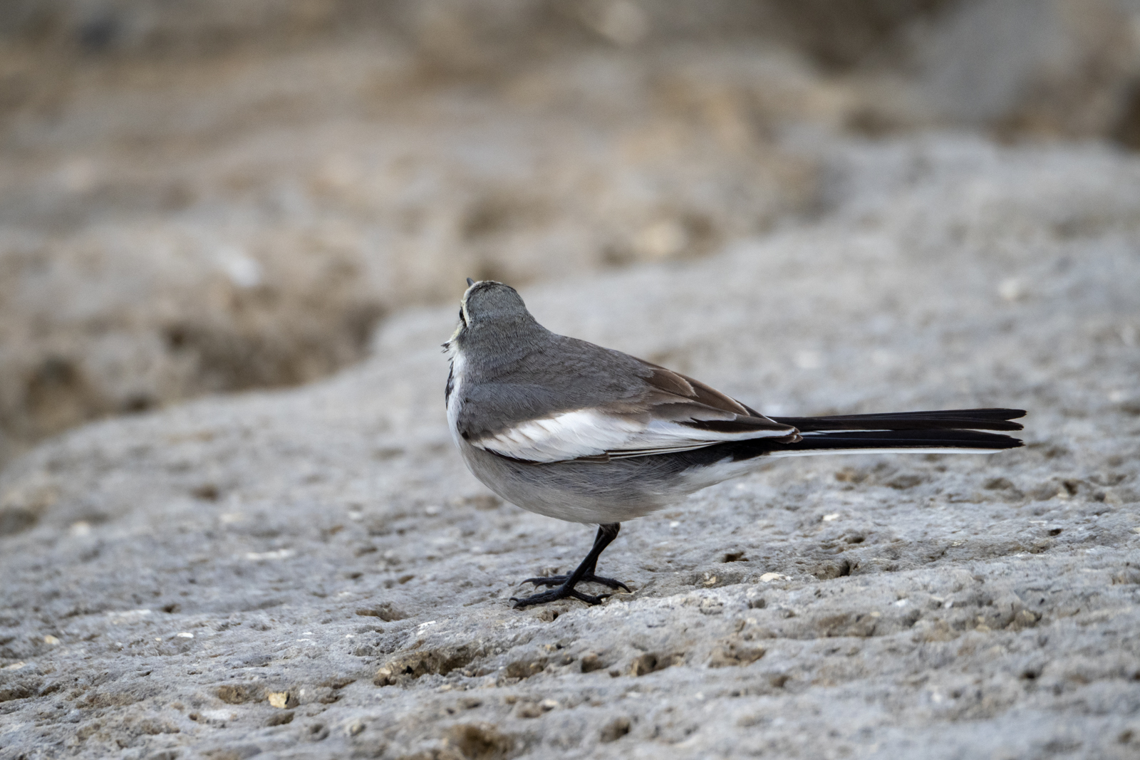 f:id:SQB:20220109145441j:plain