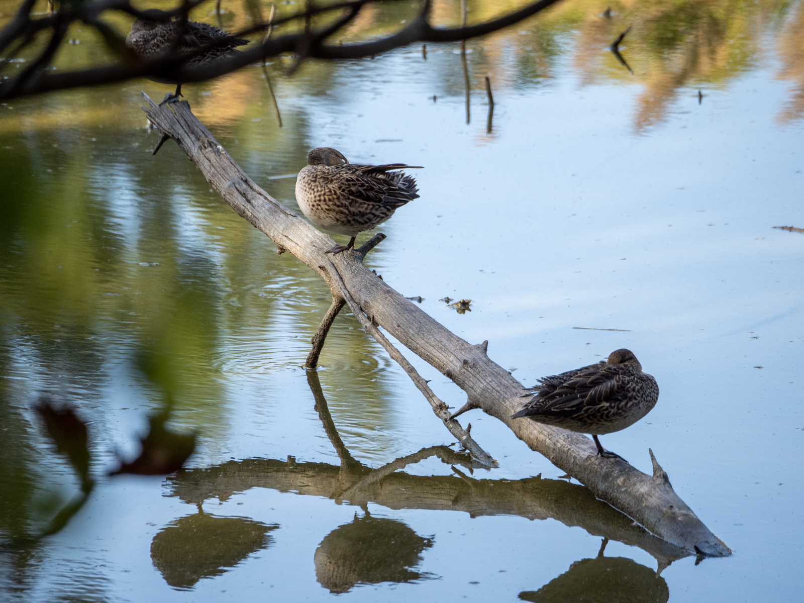 f:id:SQB:20220119161503j:plain