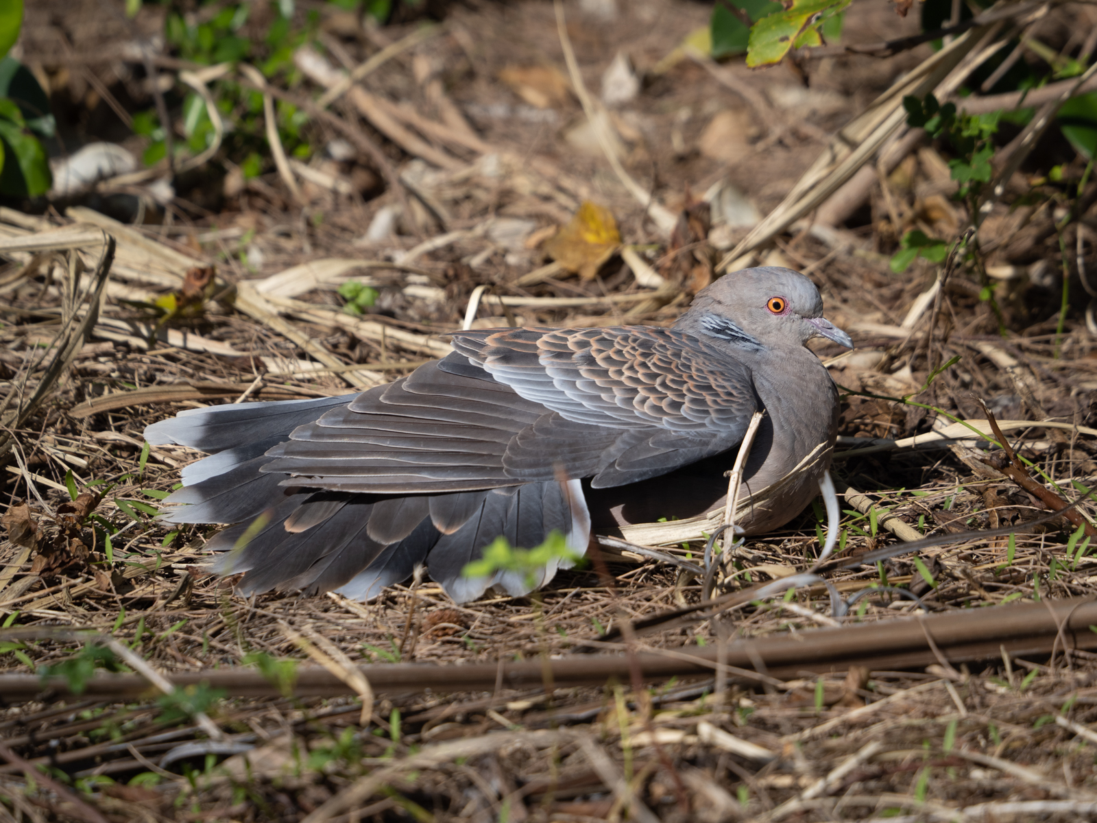 f:id:SQB:20220120171724j:plain