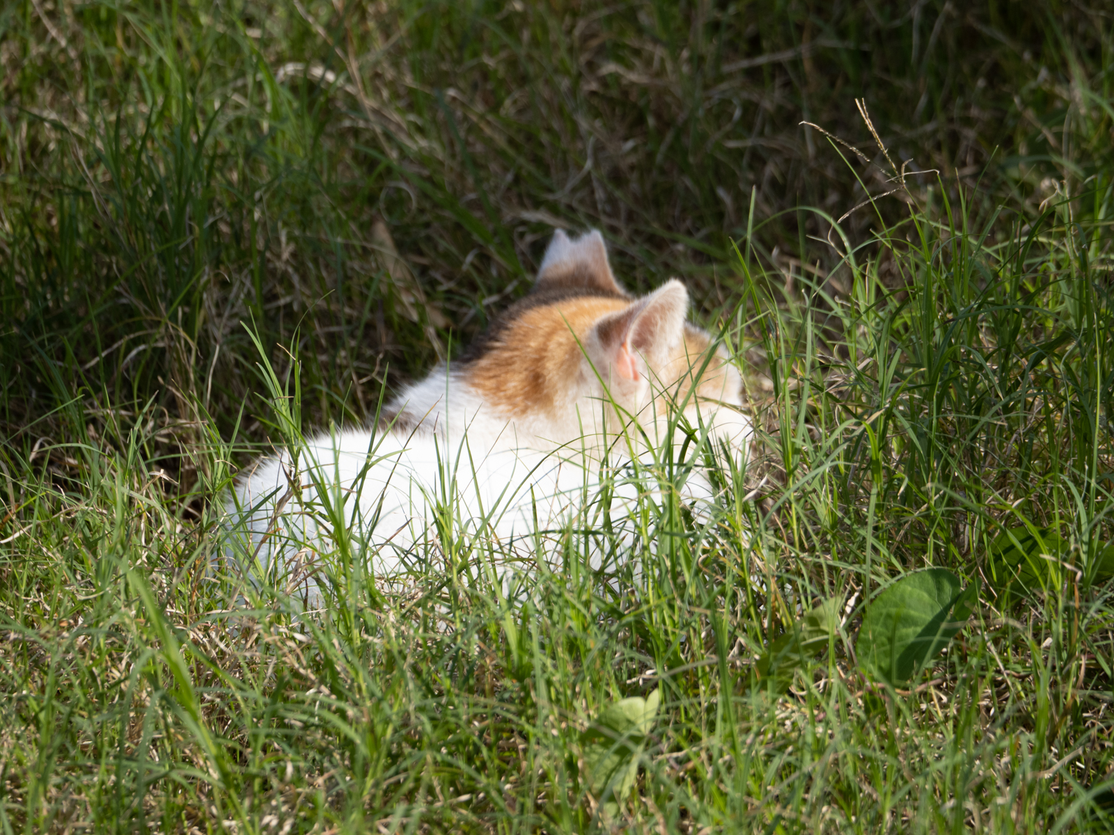 f:id:SQB:20220121173214j:plain