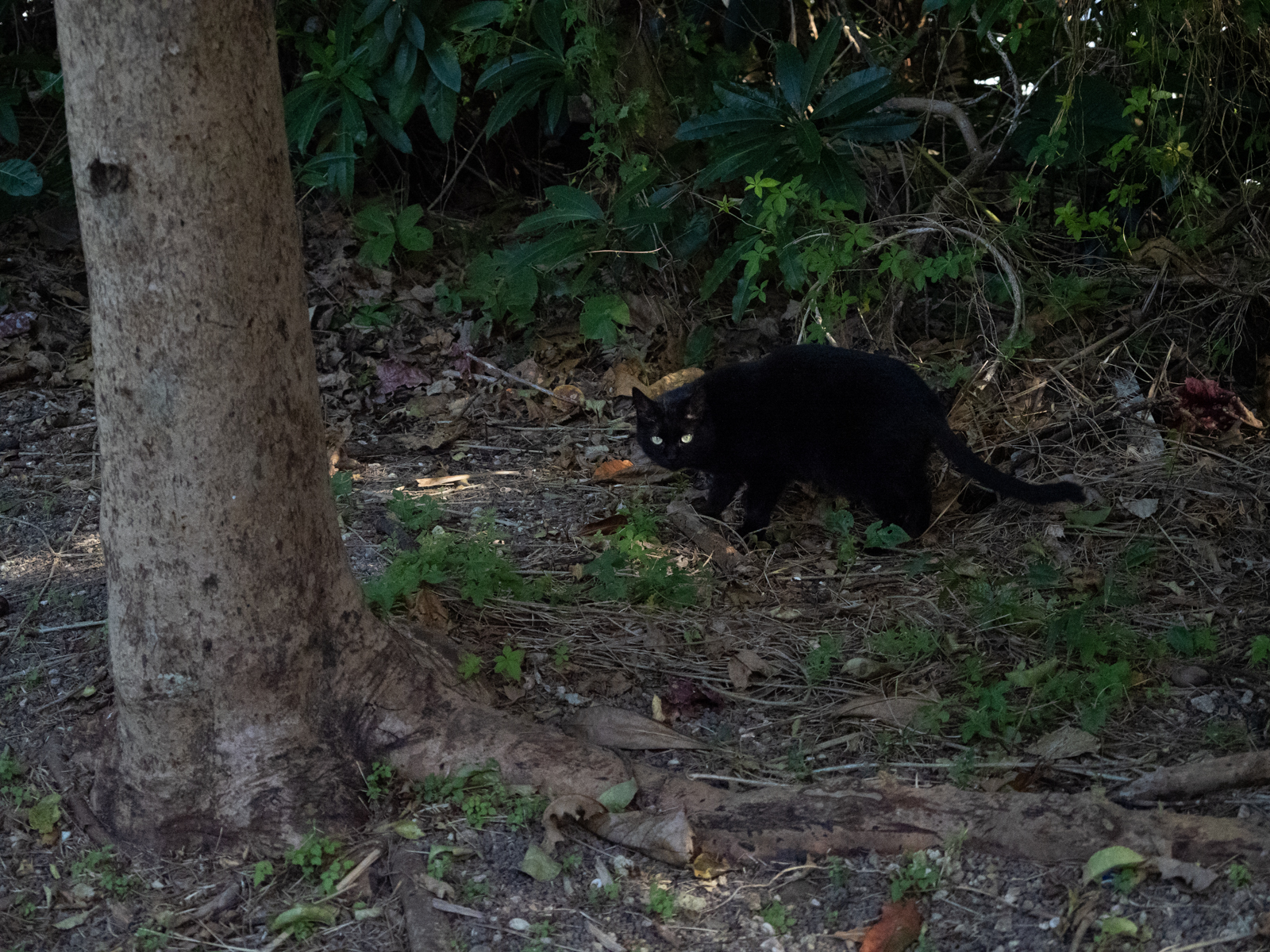 f:id:SQB:20220121173222j:plain