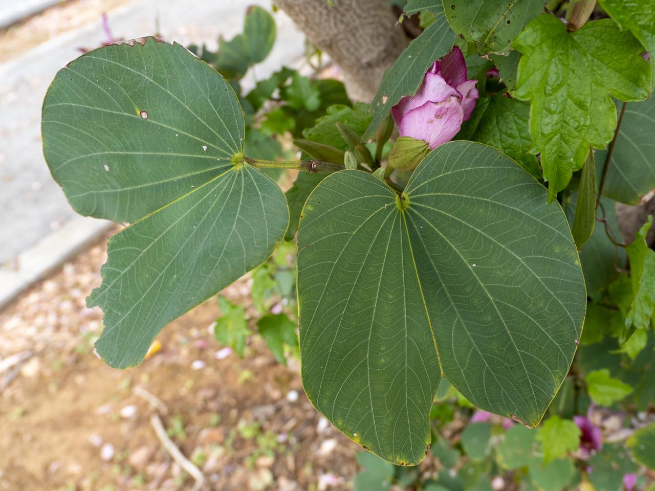 f:id:SQB:20220320144339j:plain
