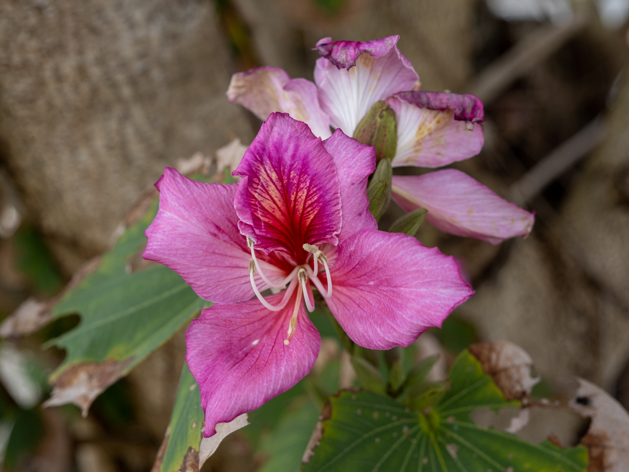 f:id:SQB:20220320144342j:plain